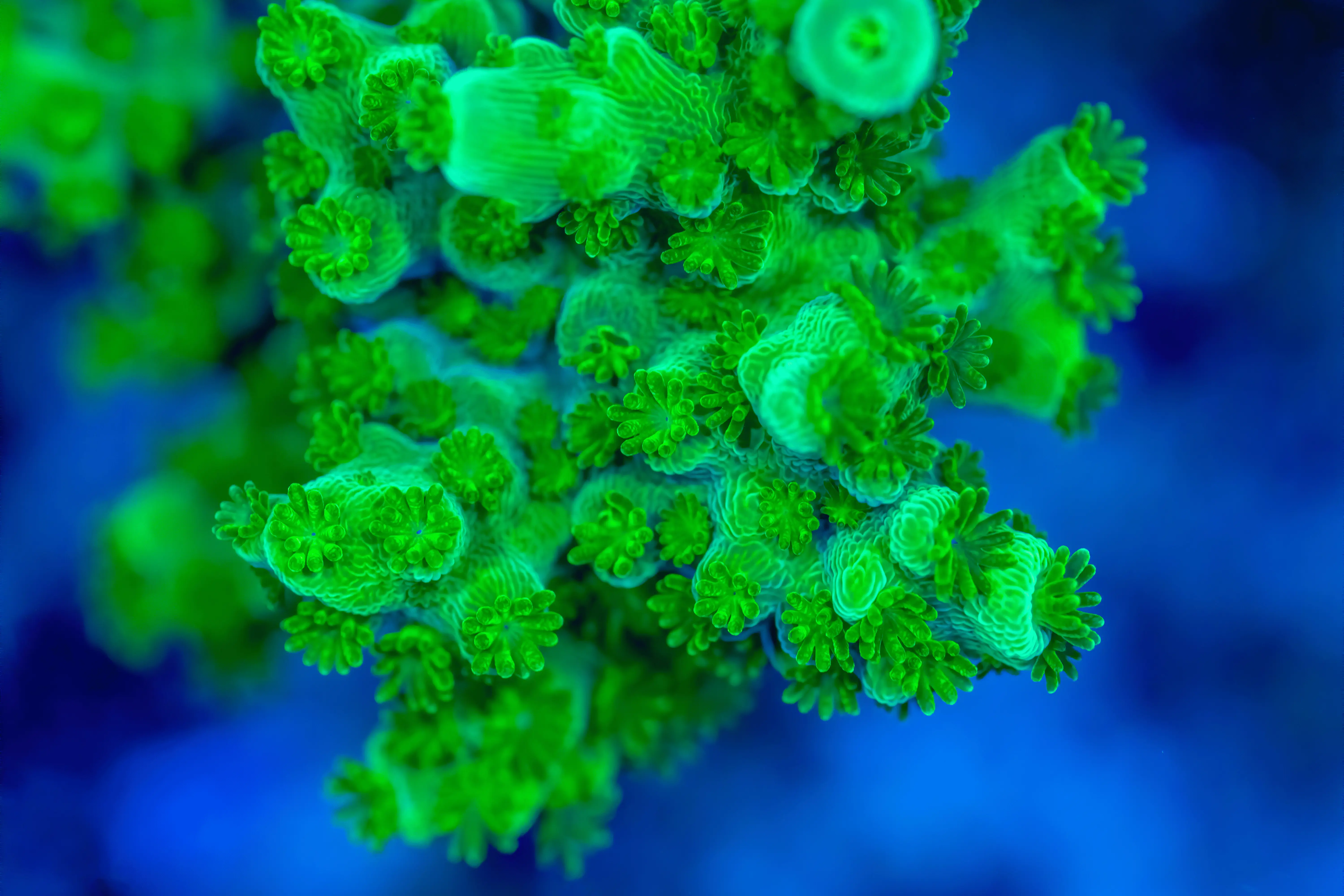 Green Slimer Acropora Coral