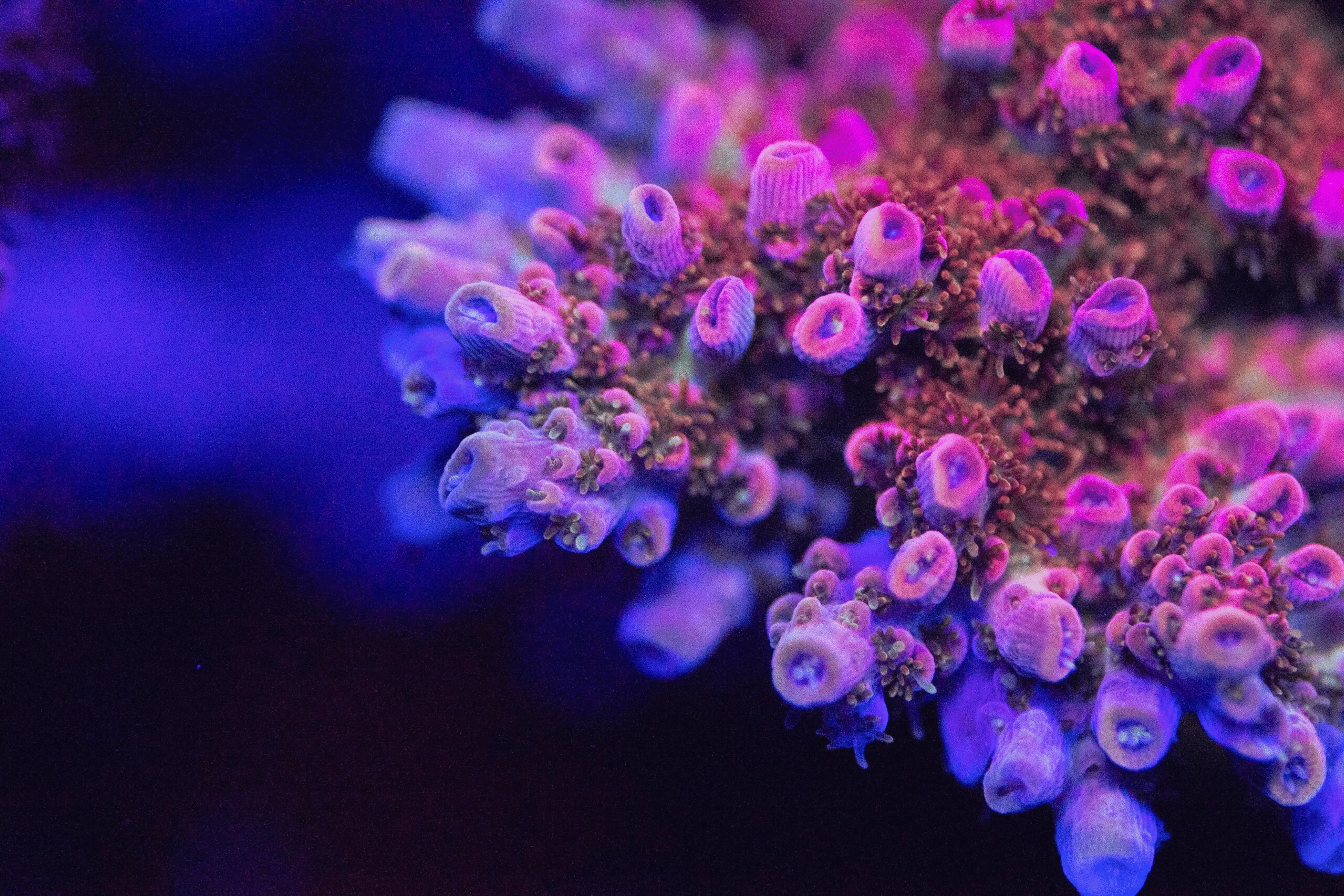 Princess Peach Acropora Coral