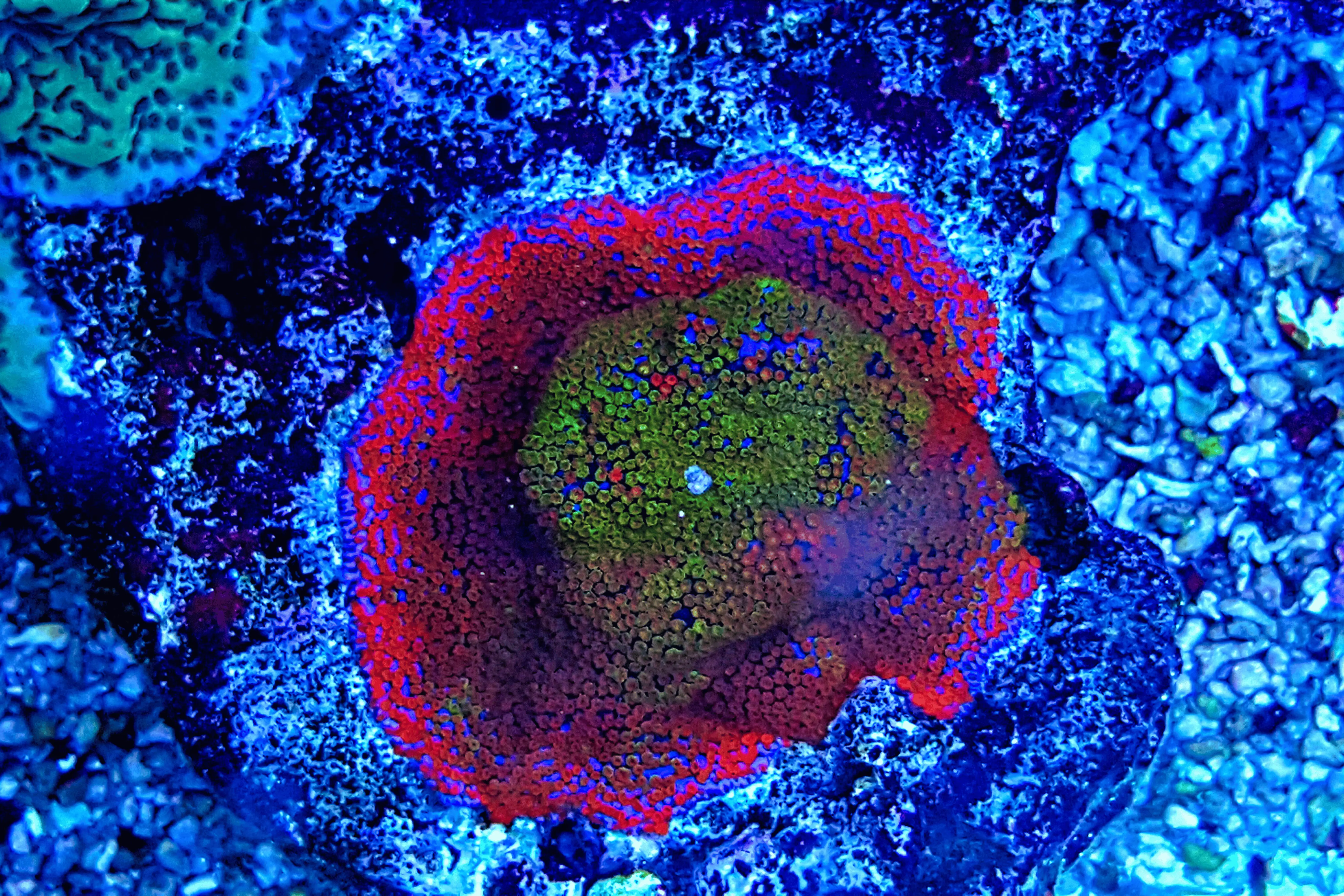 Rainbow Montipora Coral