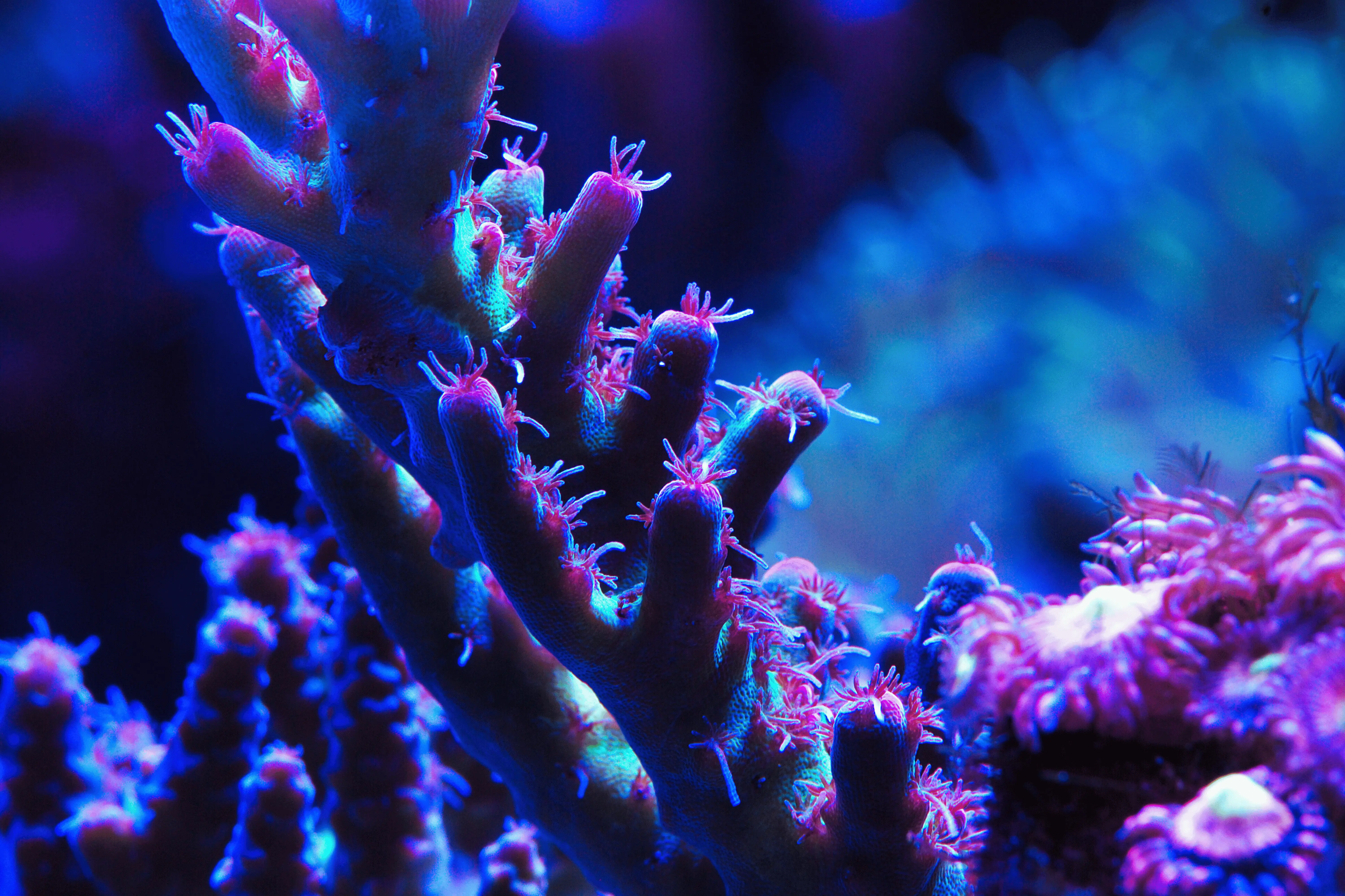 Strawberry Shortcake Acropora Coral