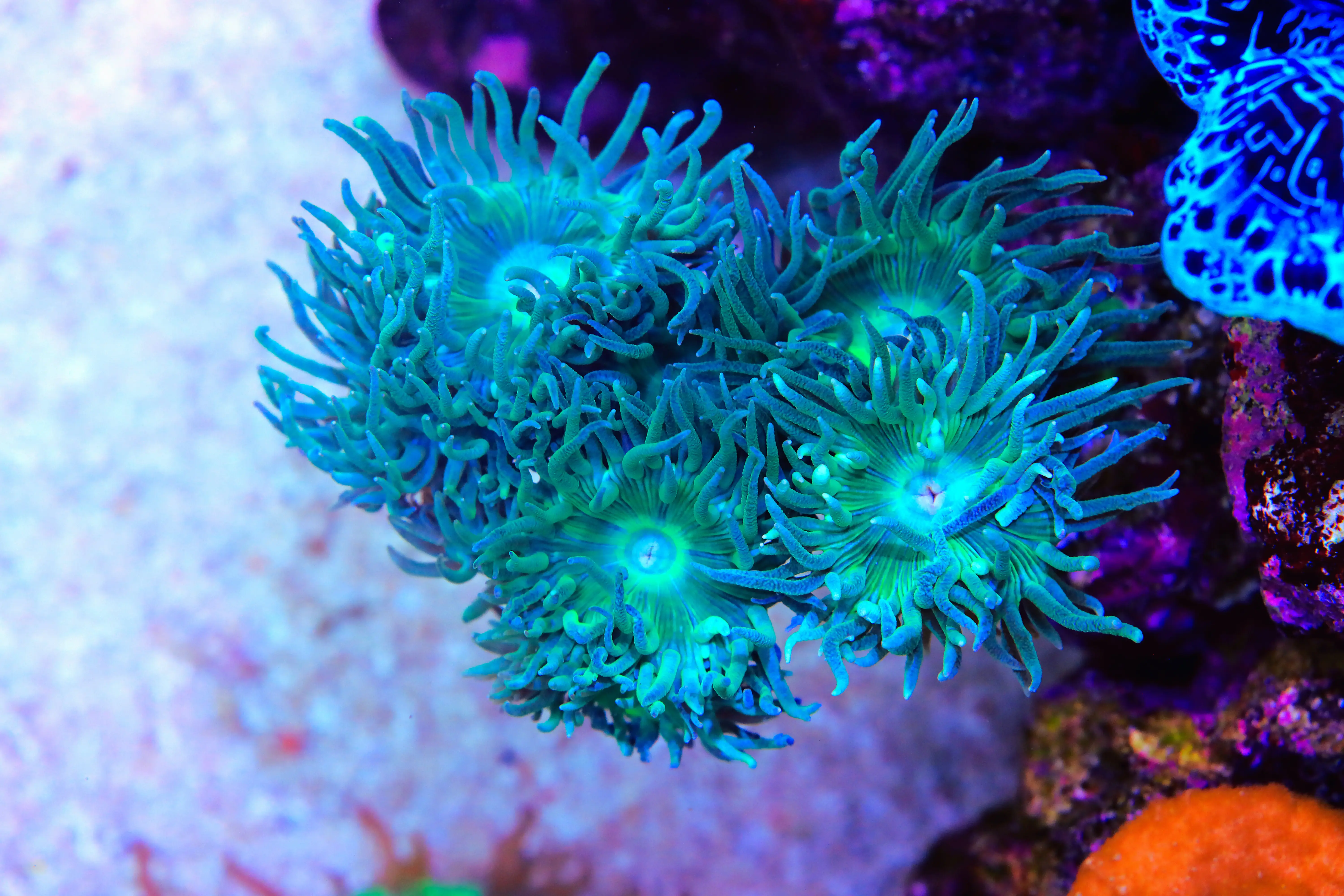 Duncan Coral