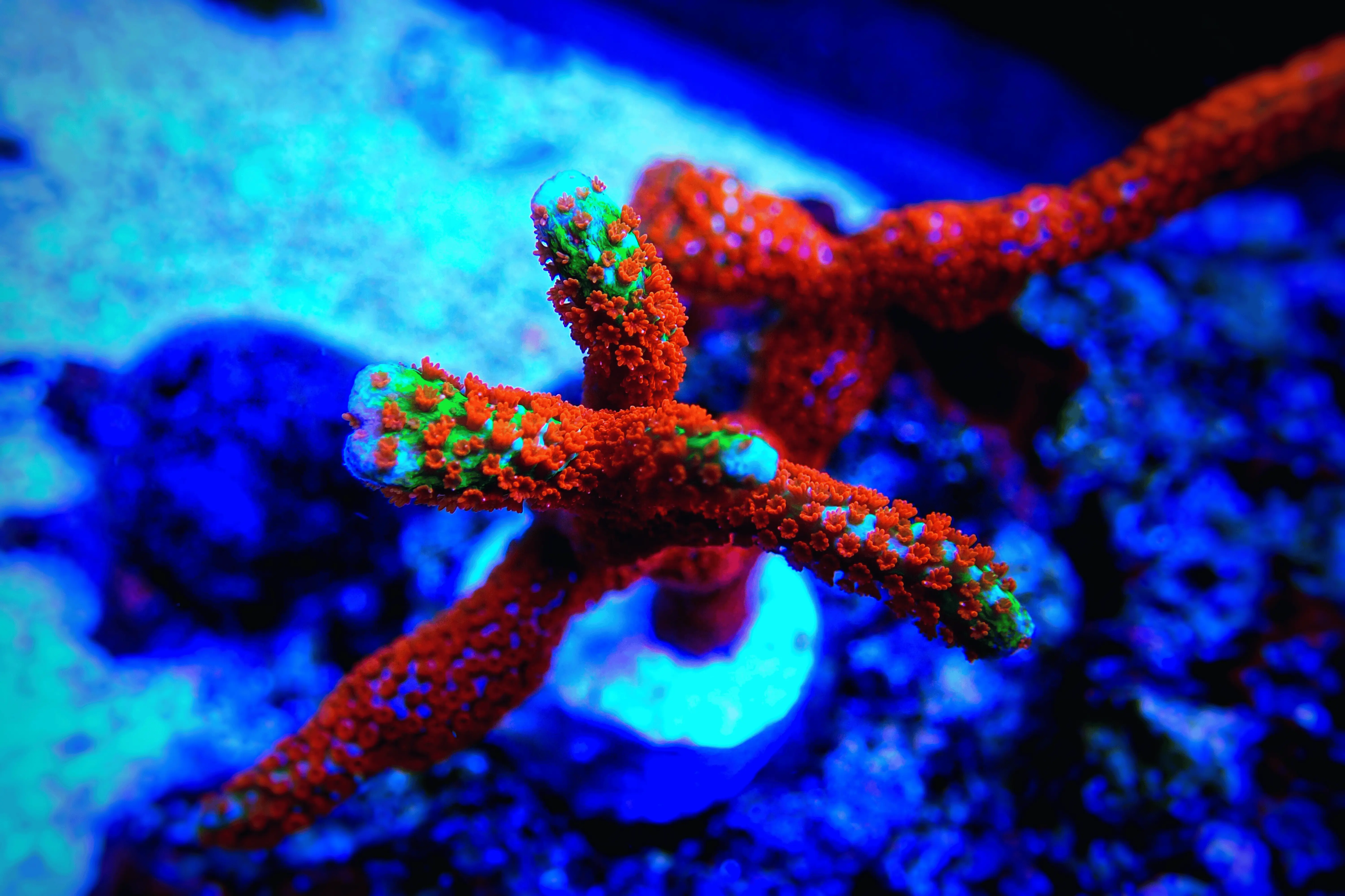 Forest Fire Digitata Montipora Coral
