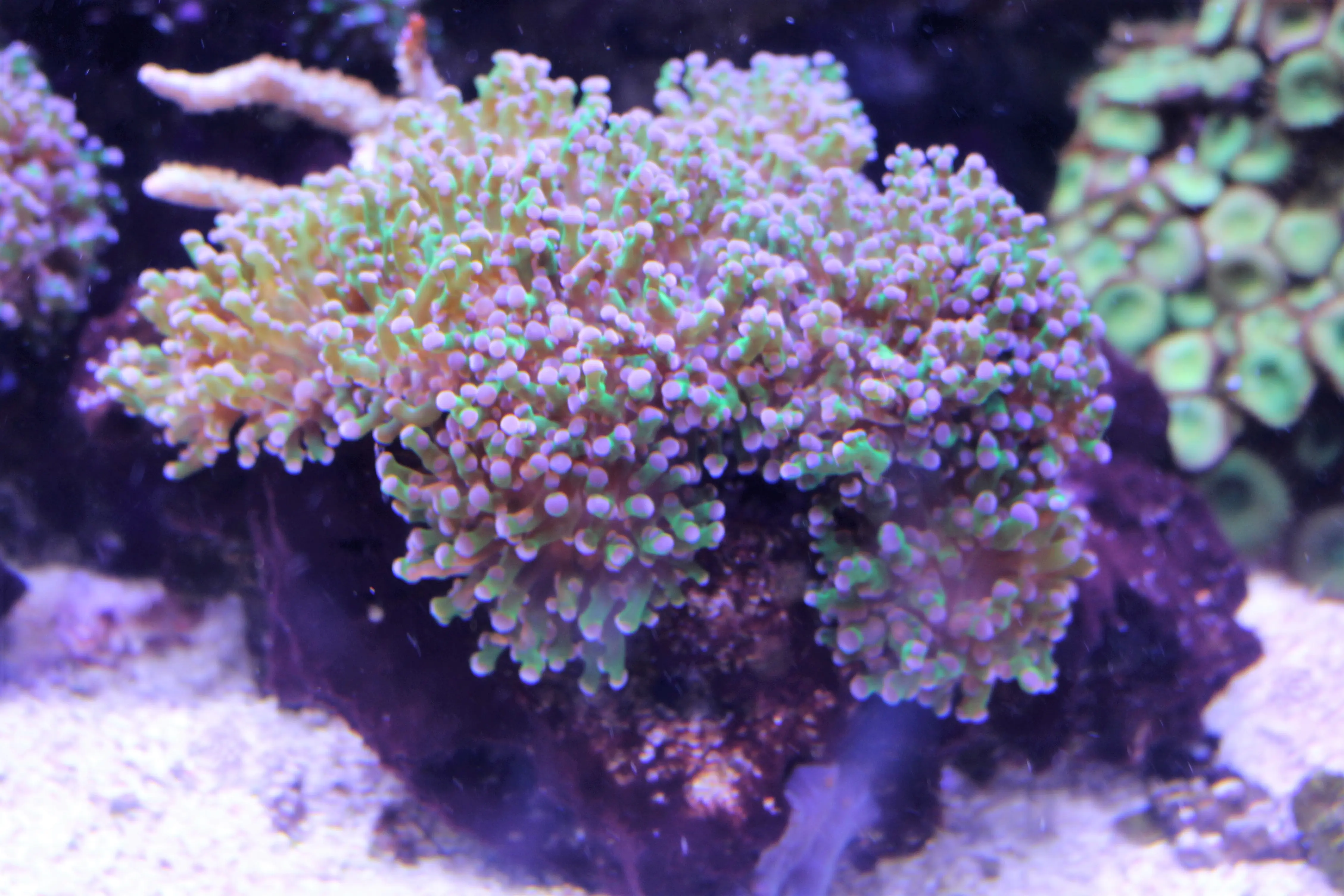 Frogspawn Coral