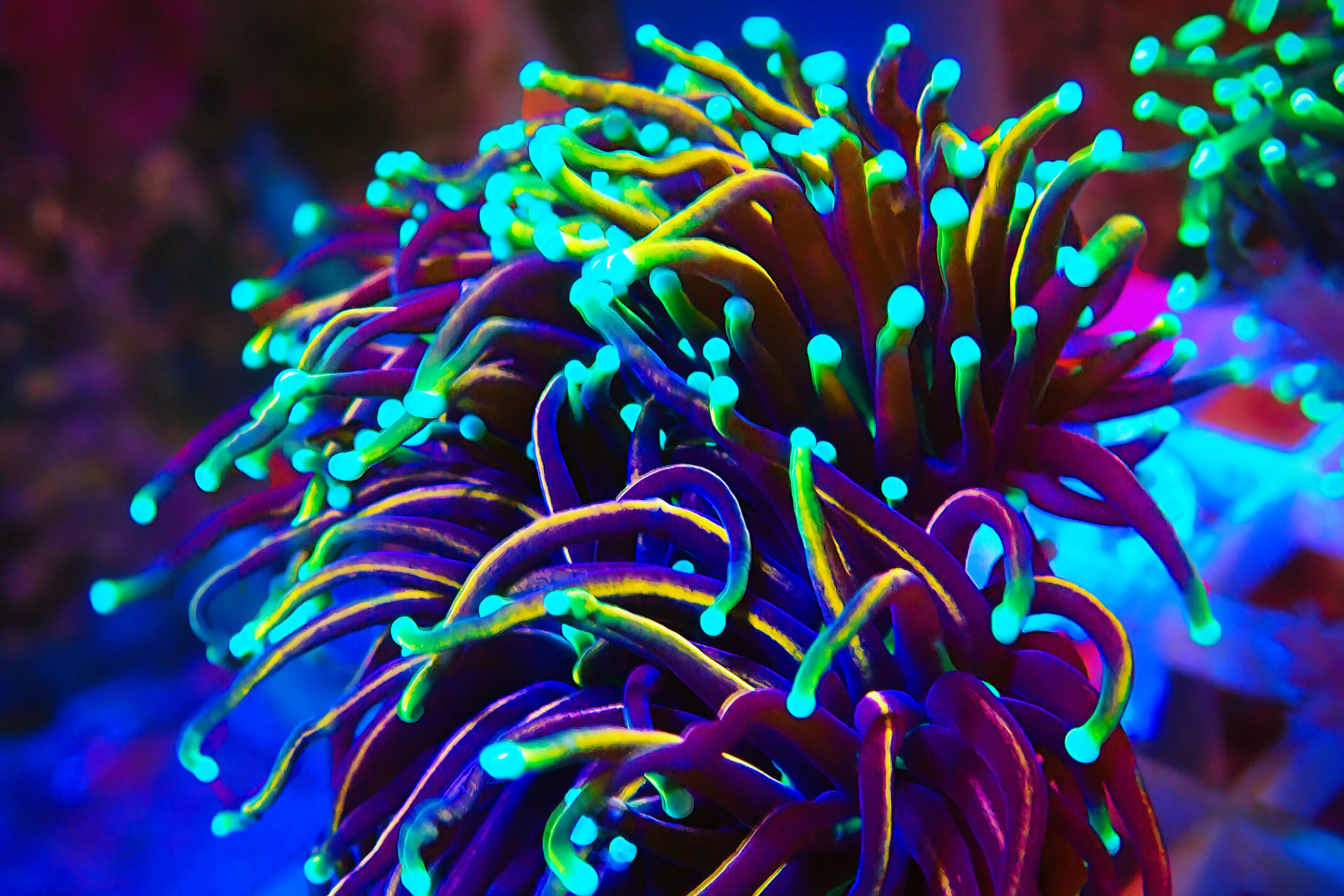 Gold Torch Coral