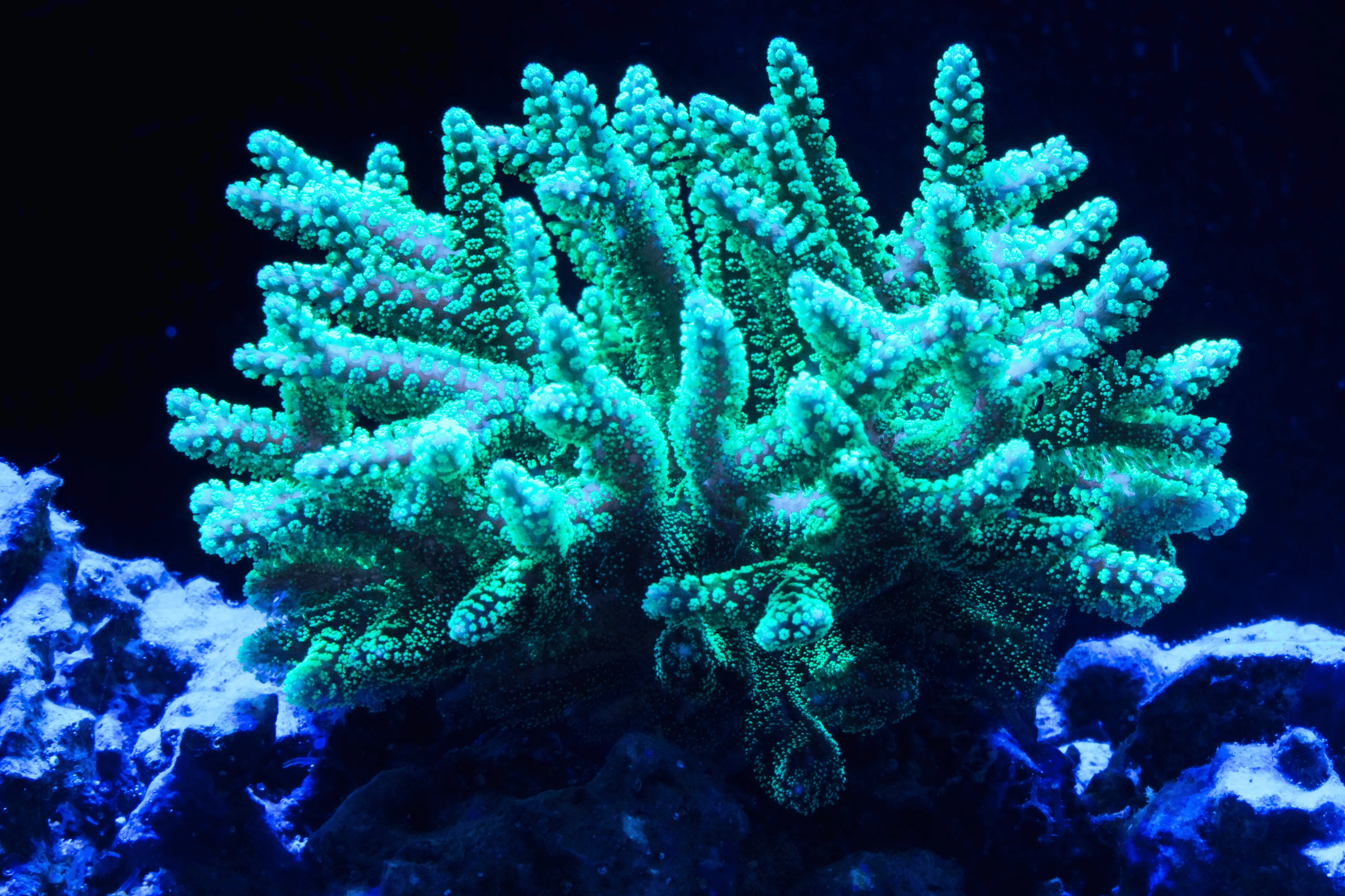 Green Birdsnest Coral