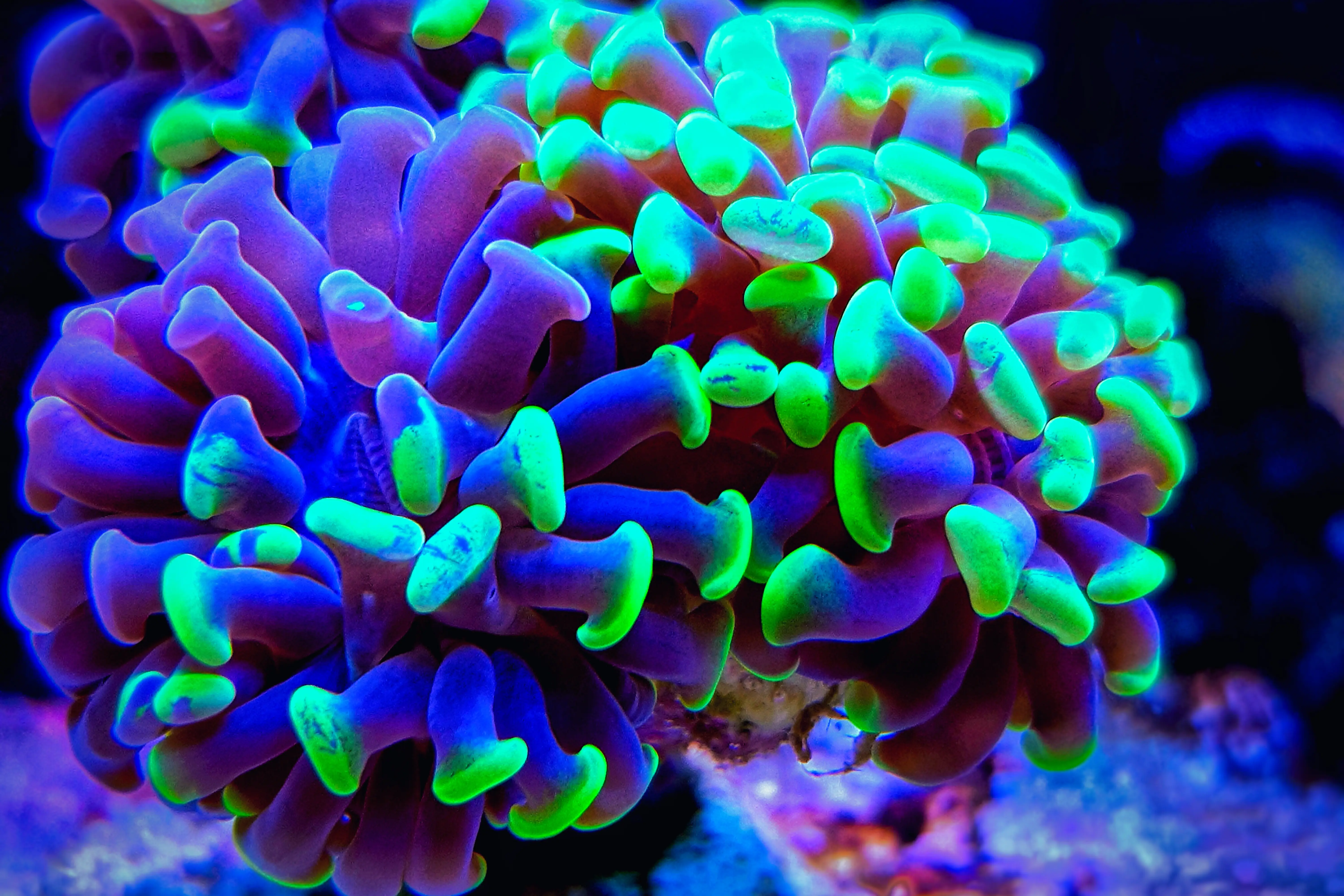 Green Hammer Coral