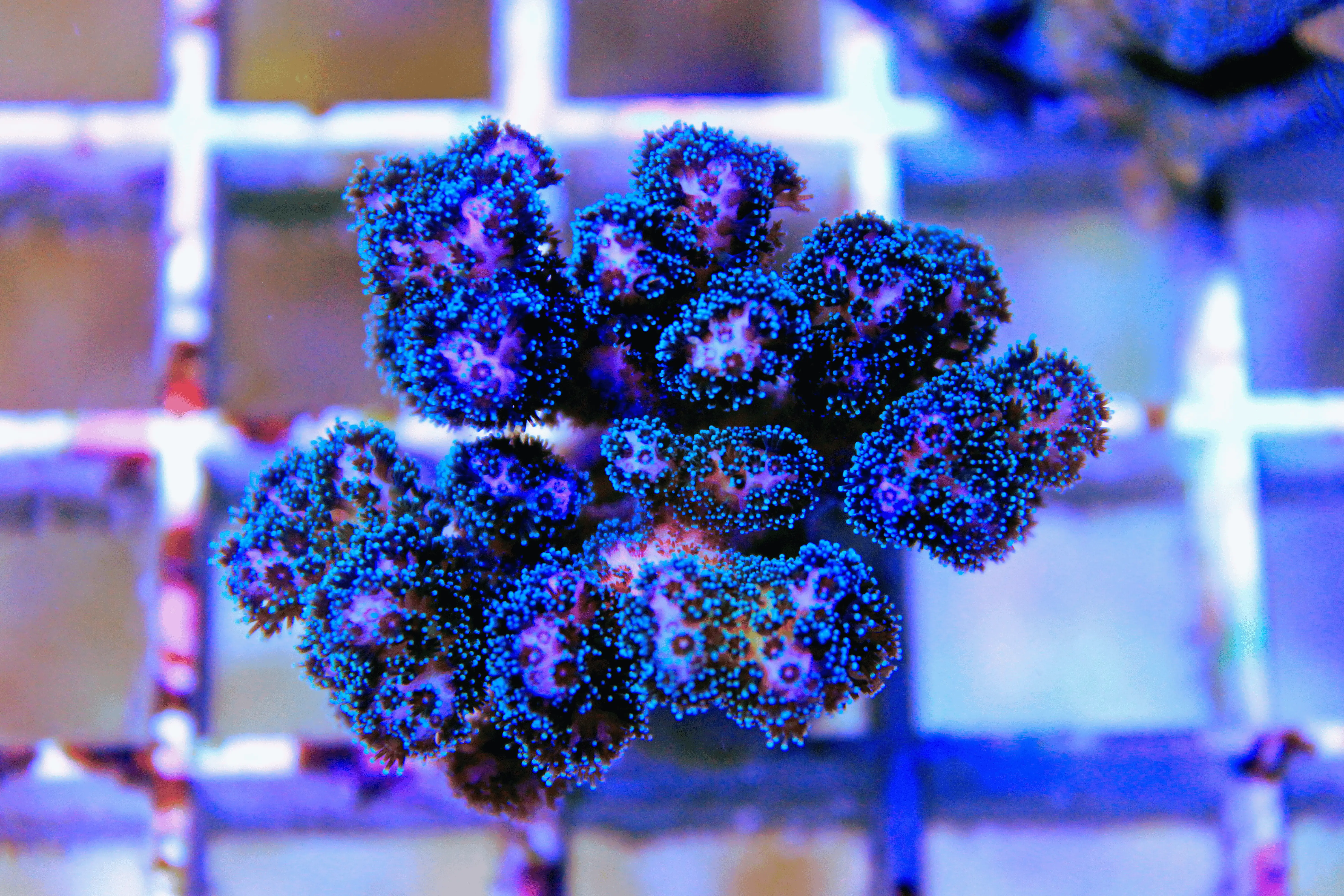Green Pocillopora Coral