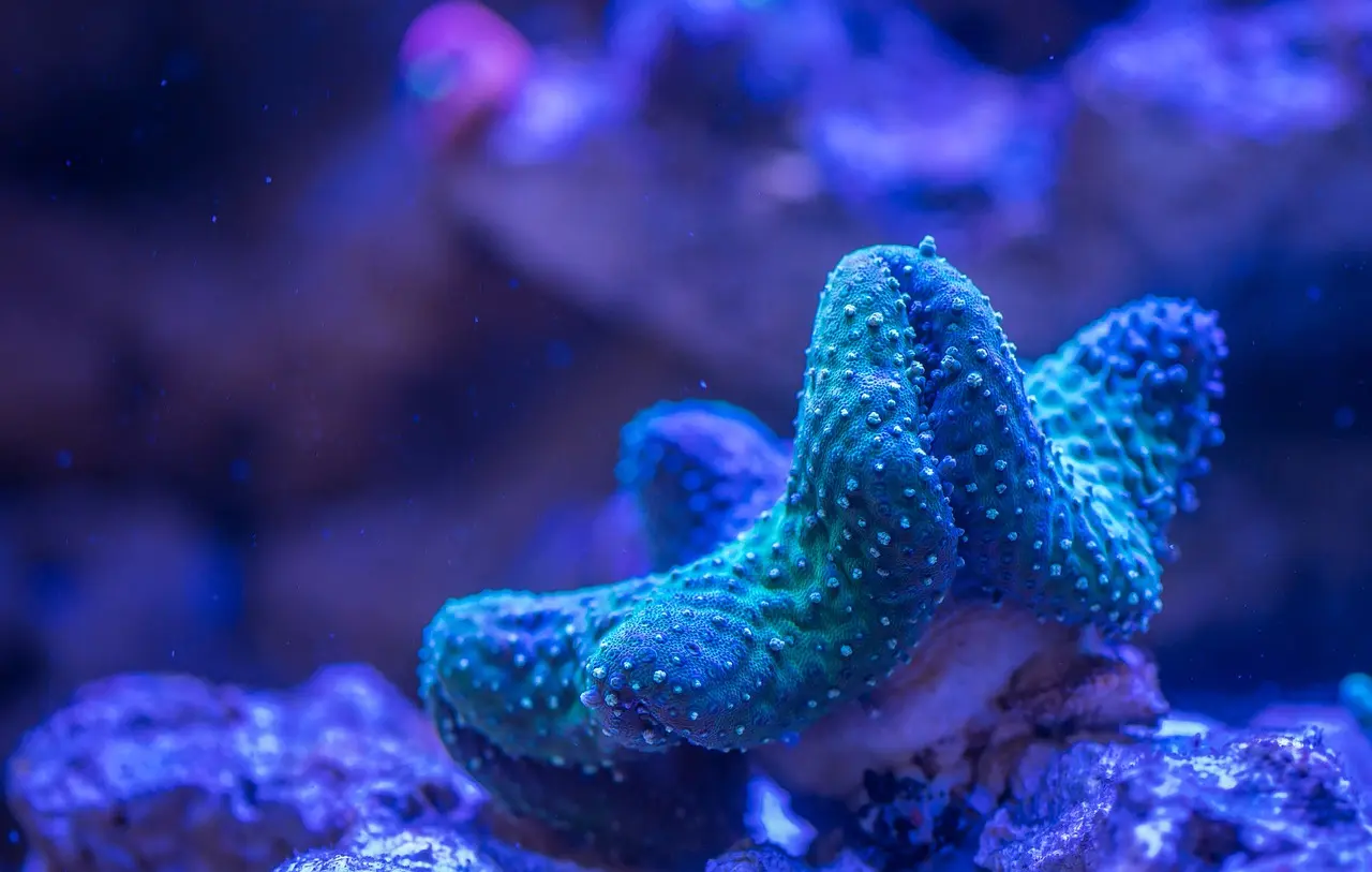 Green Star Polyp