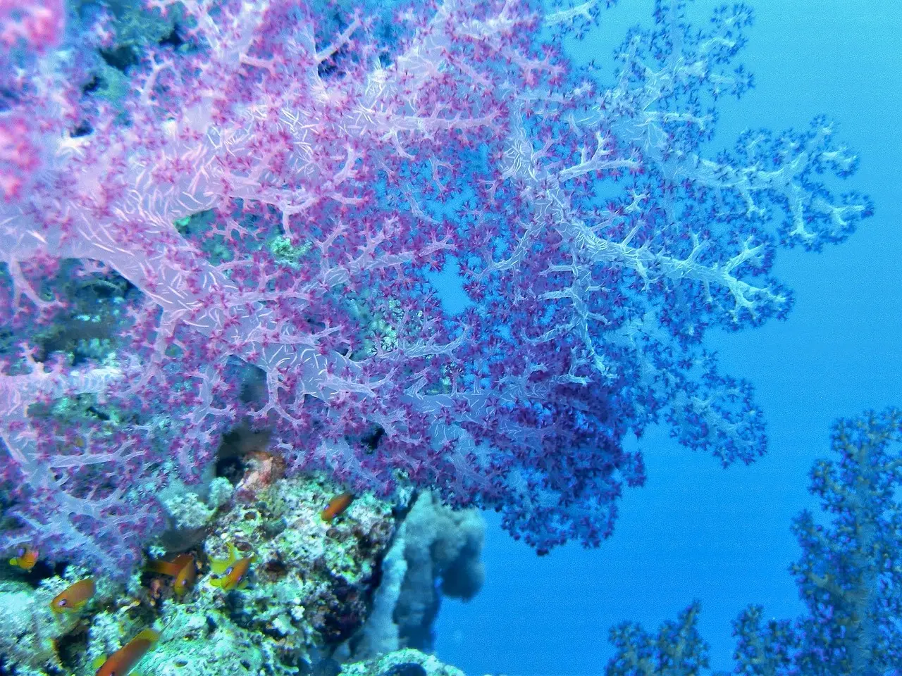 Kenya Tree Coral