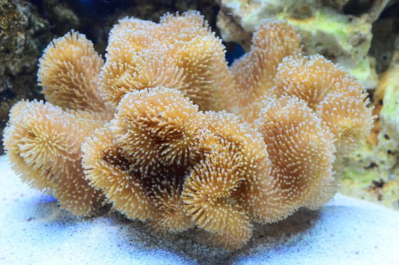 Leather Coral