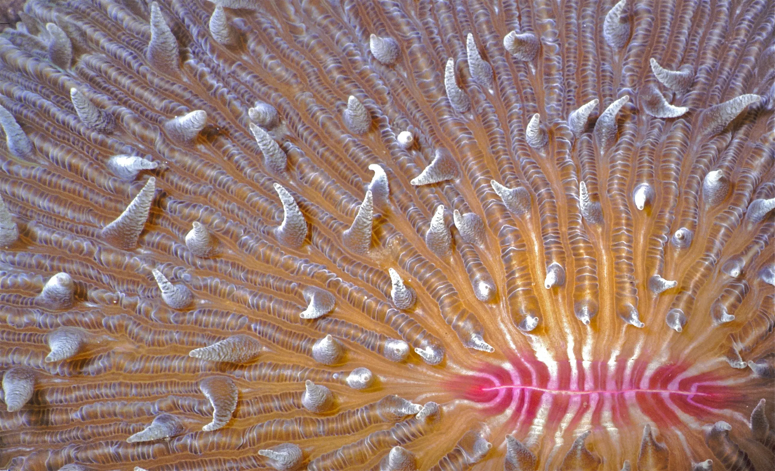 Mushroom Coral