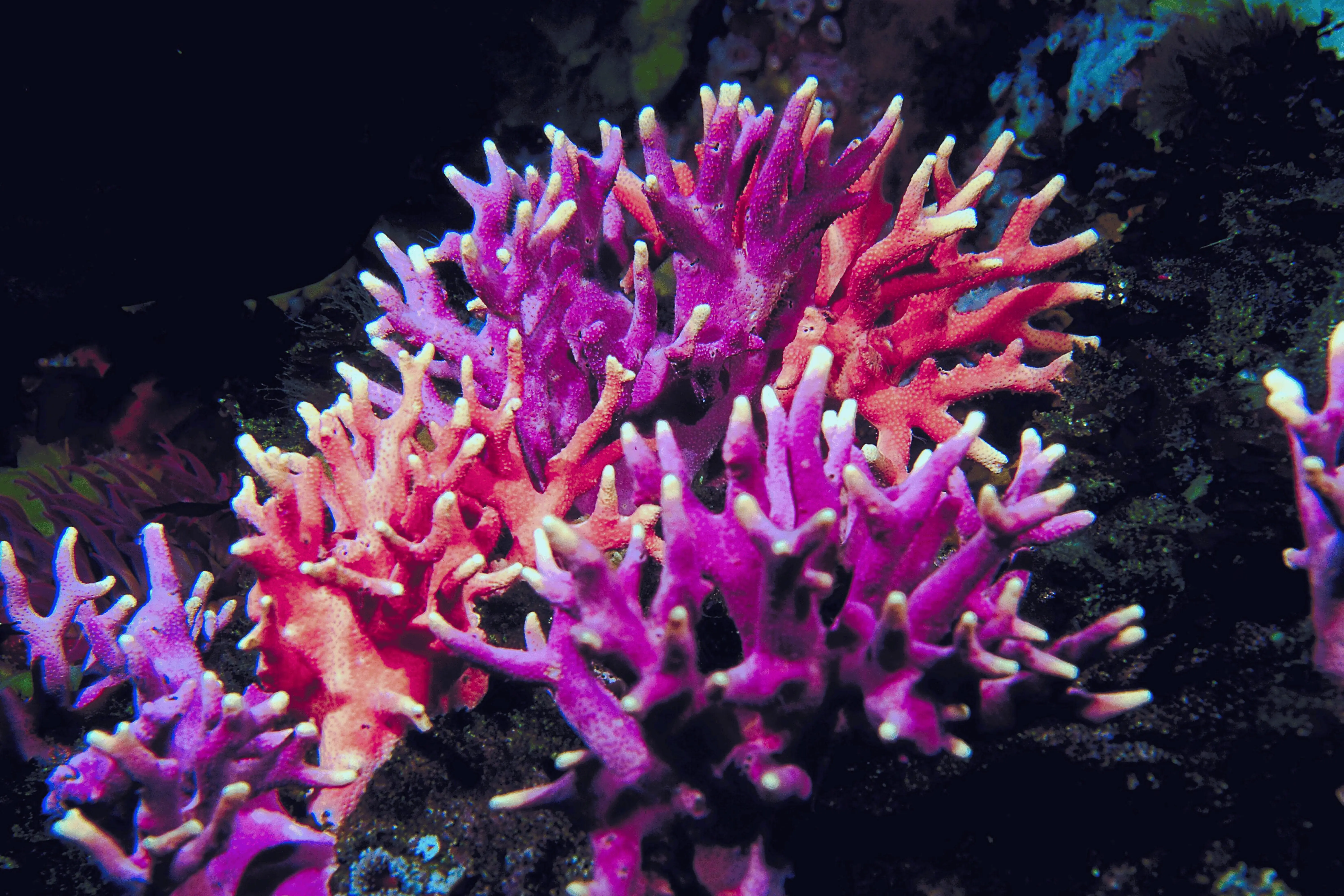 Pink Birdsnest Coral