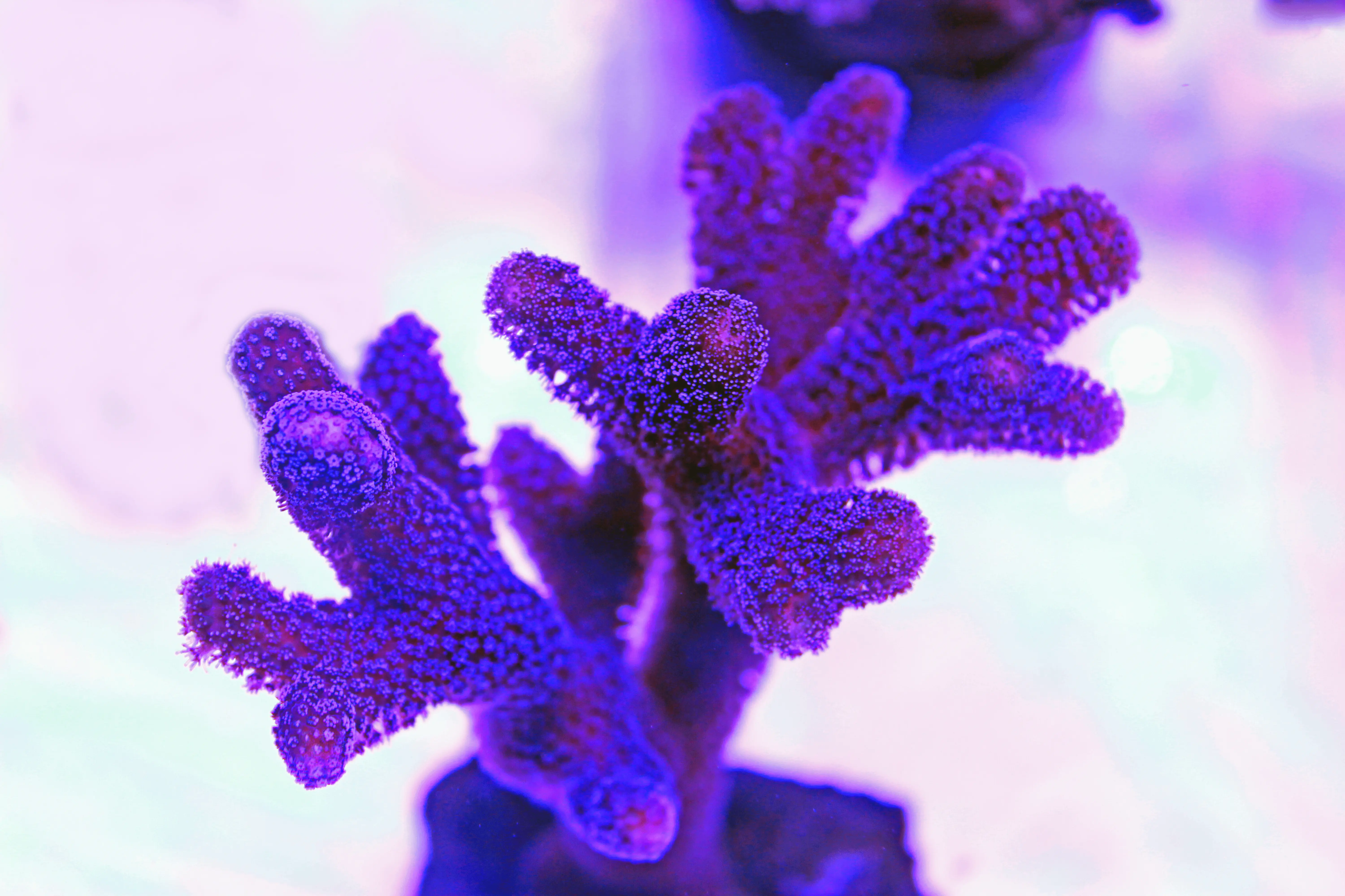 Purple Stylophora Coral