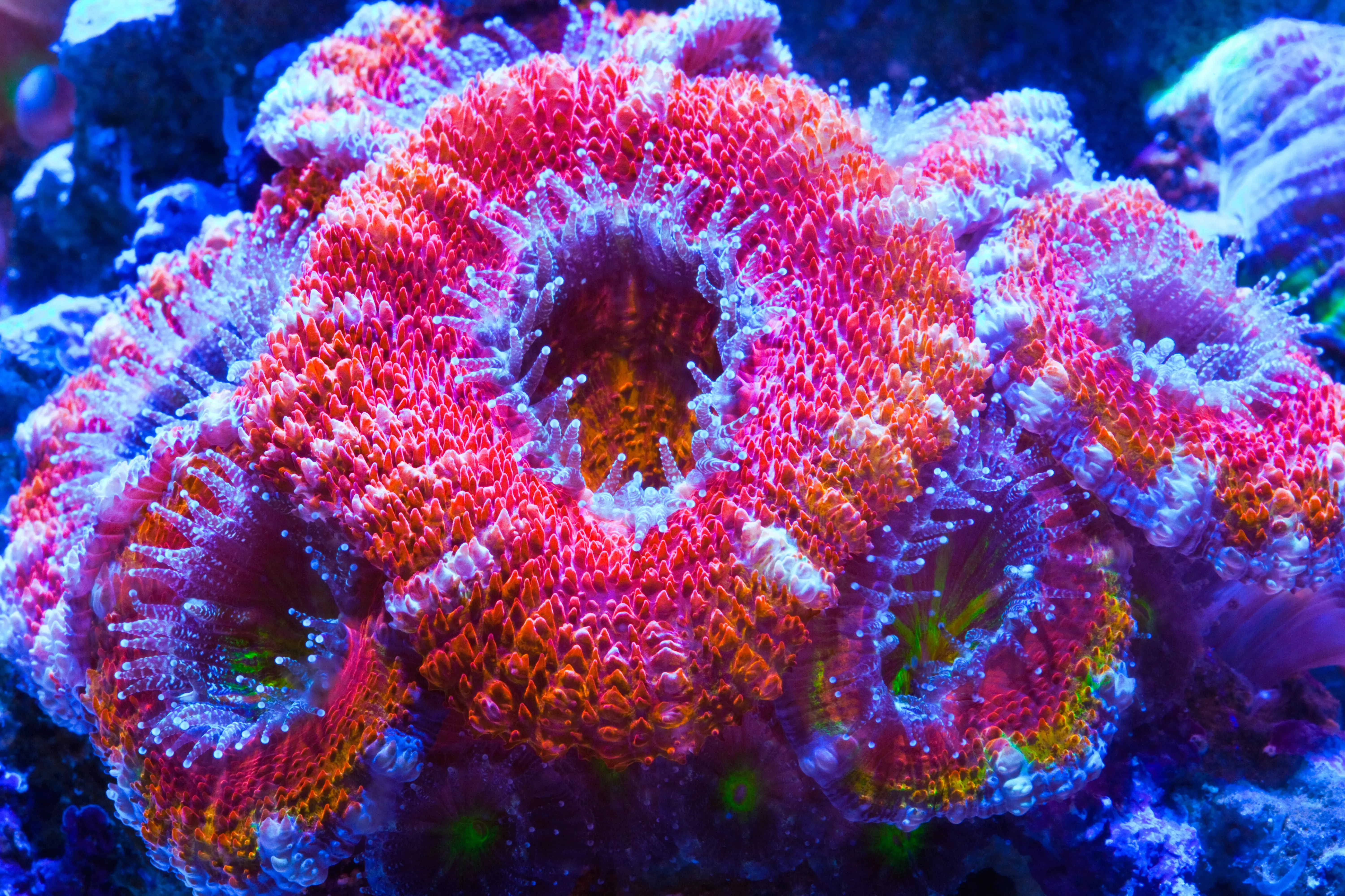 Rainbow Acan Coral