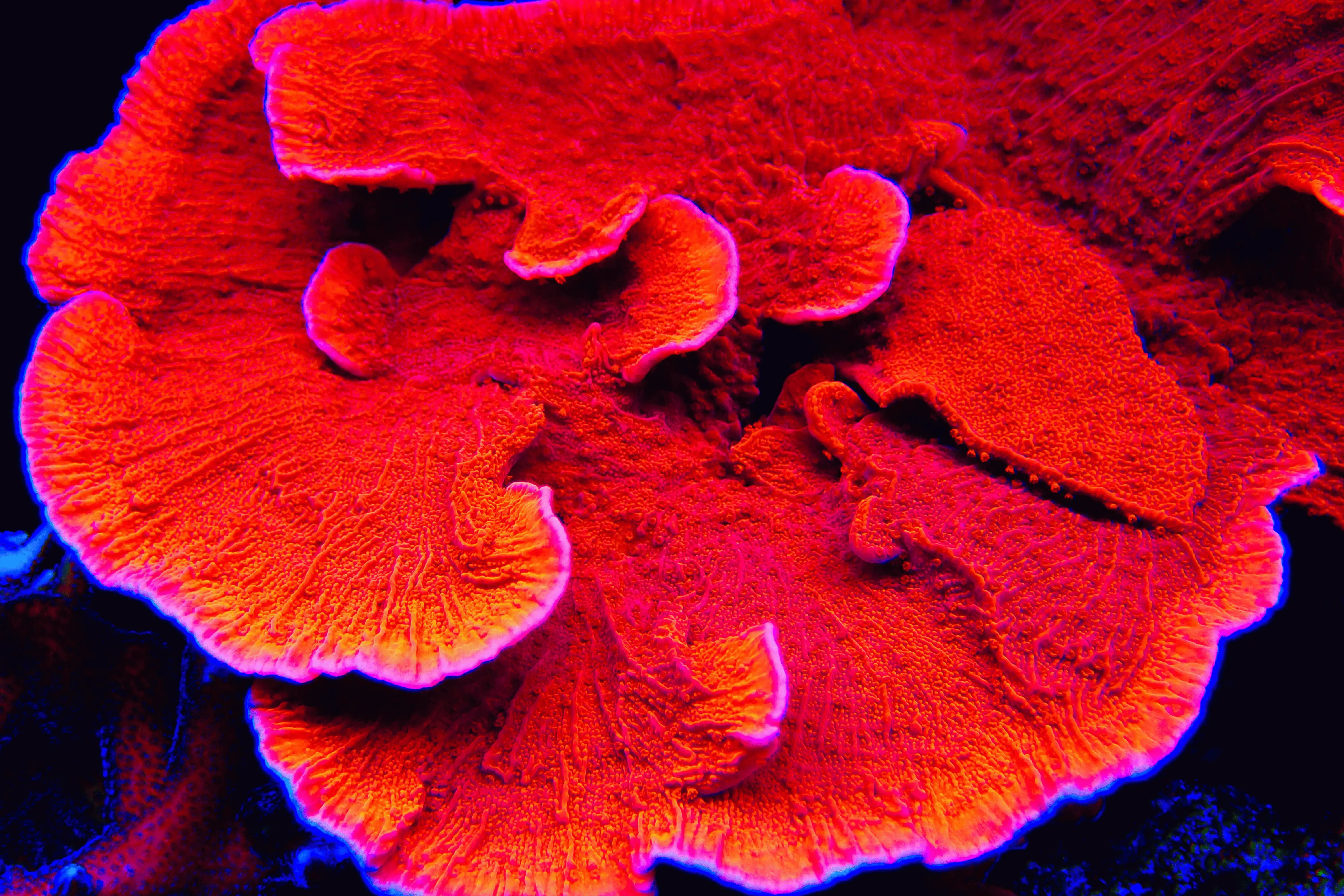 Red Montipora Cap Coral