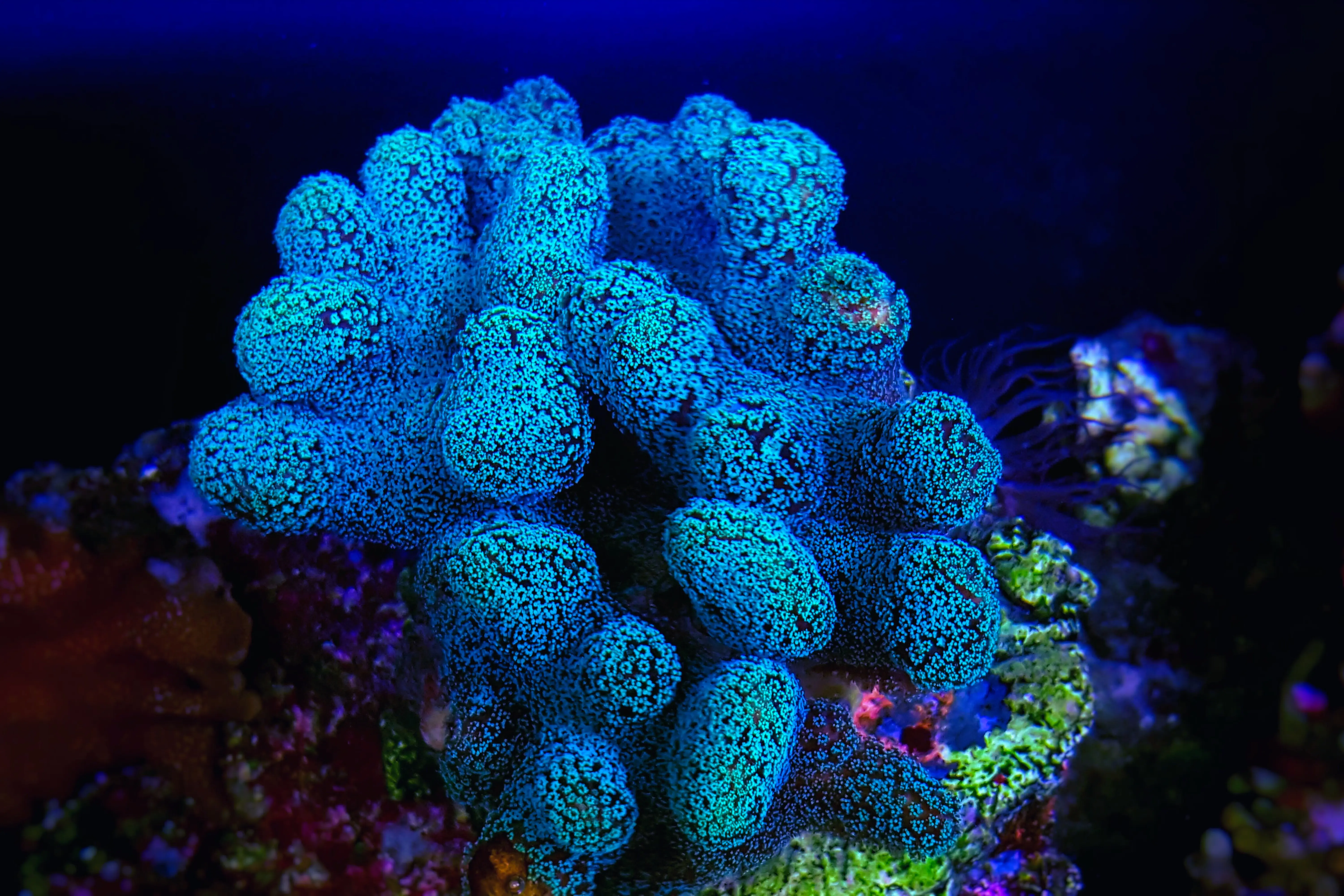 Stellar Stylophora Coral