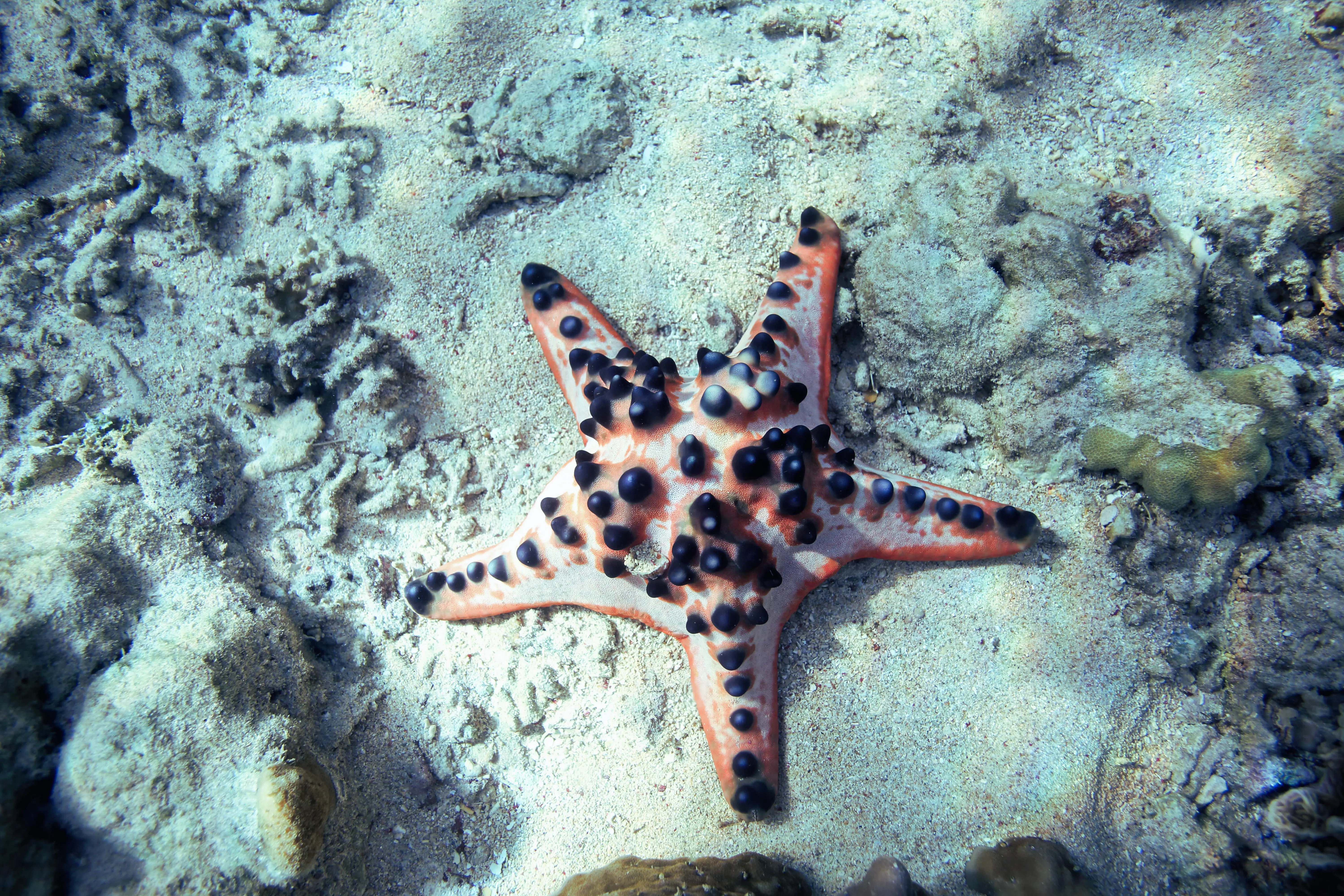 Chocolate Chip Starfish
