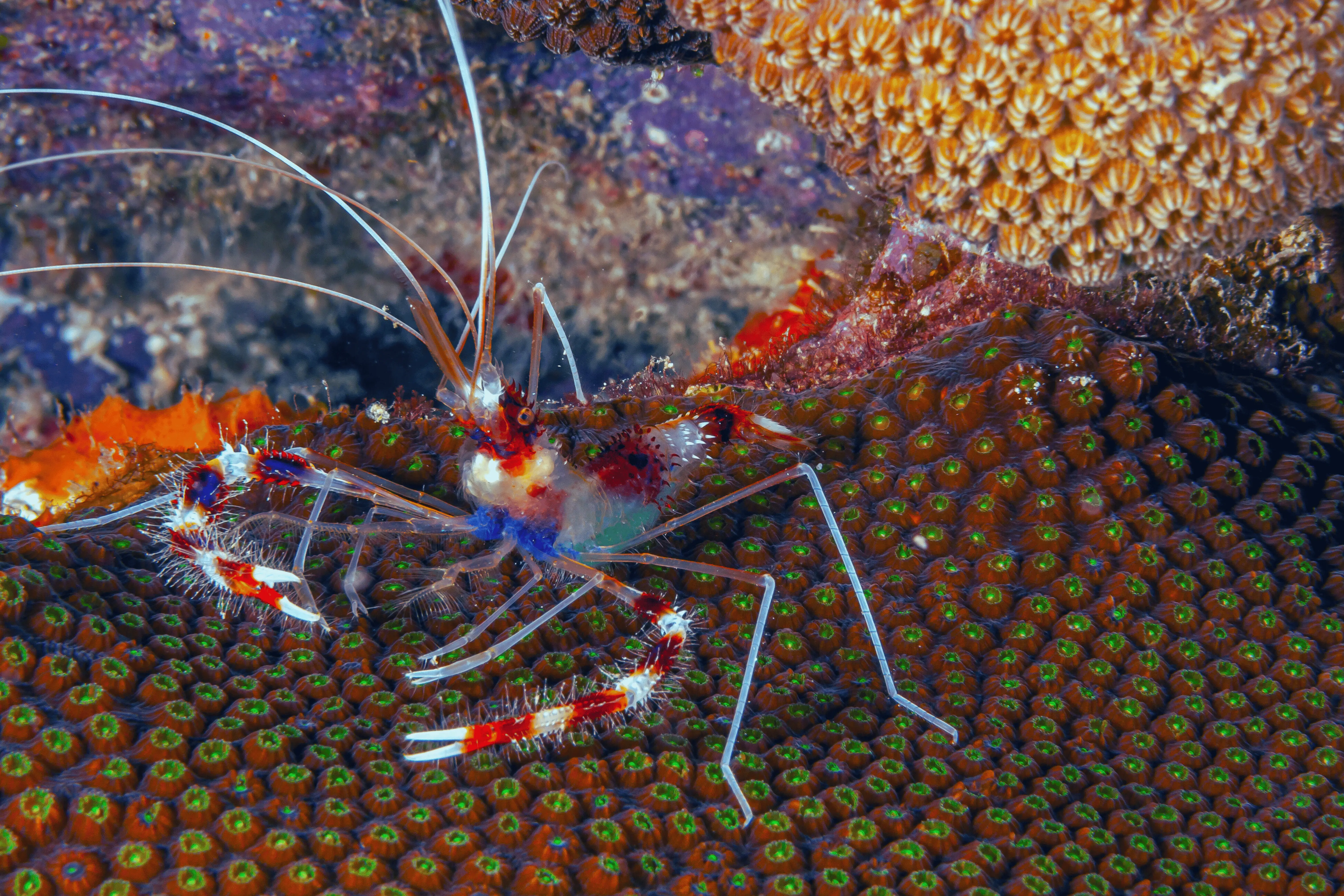 Coral Banded Shrimp