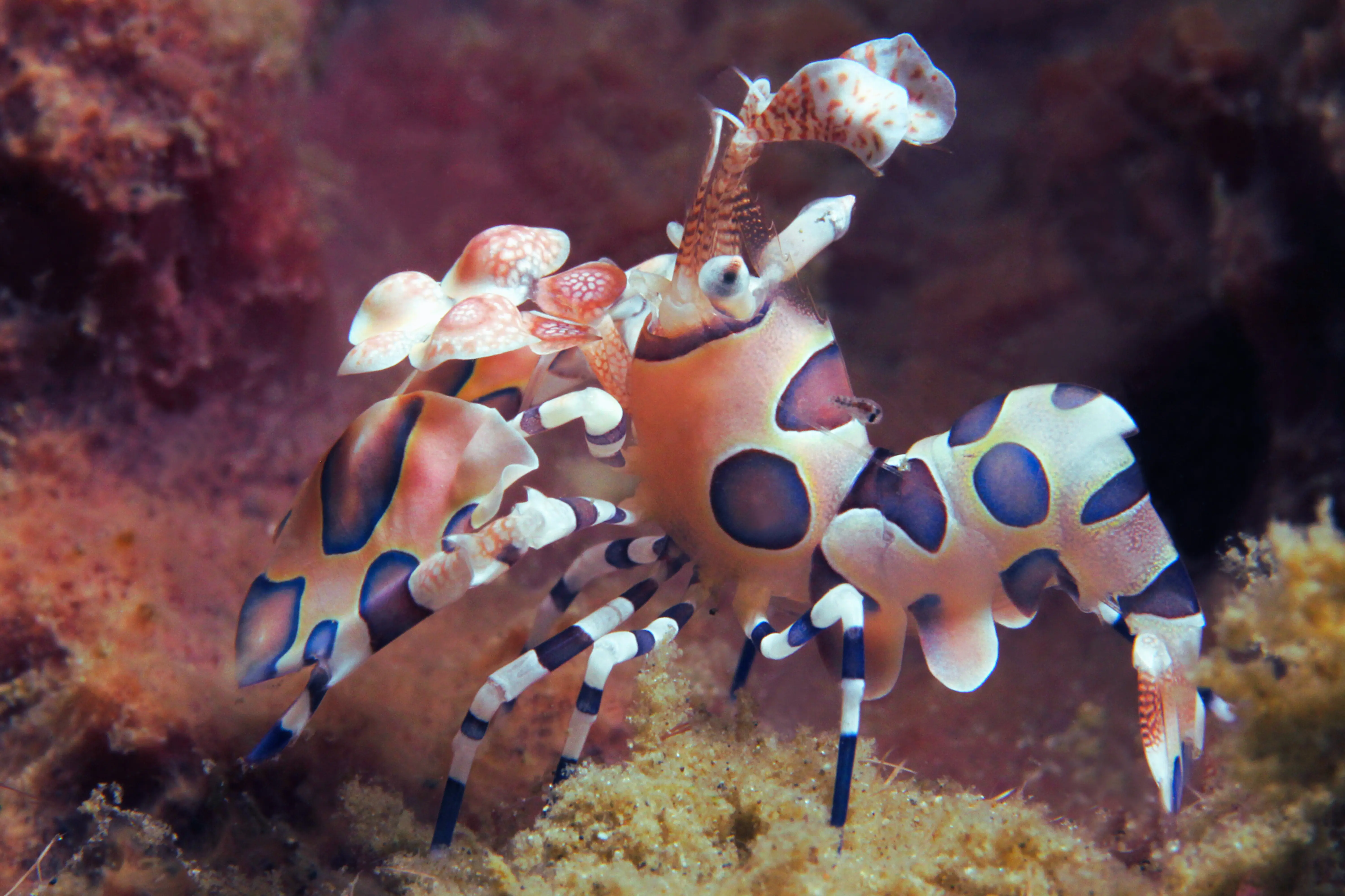 Harlequin Shrimp