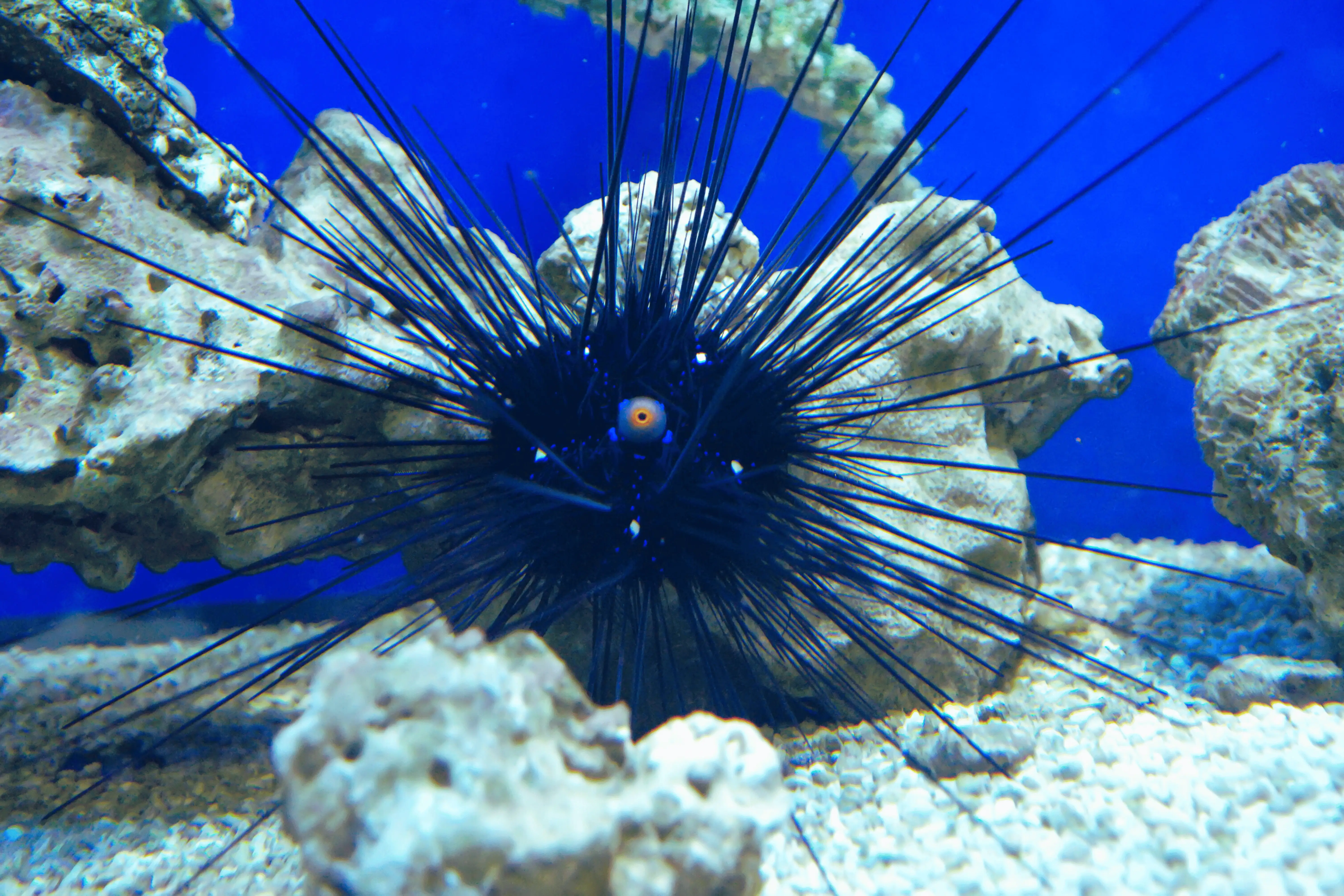 Longspine Urchin