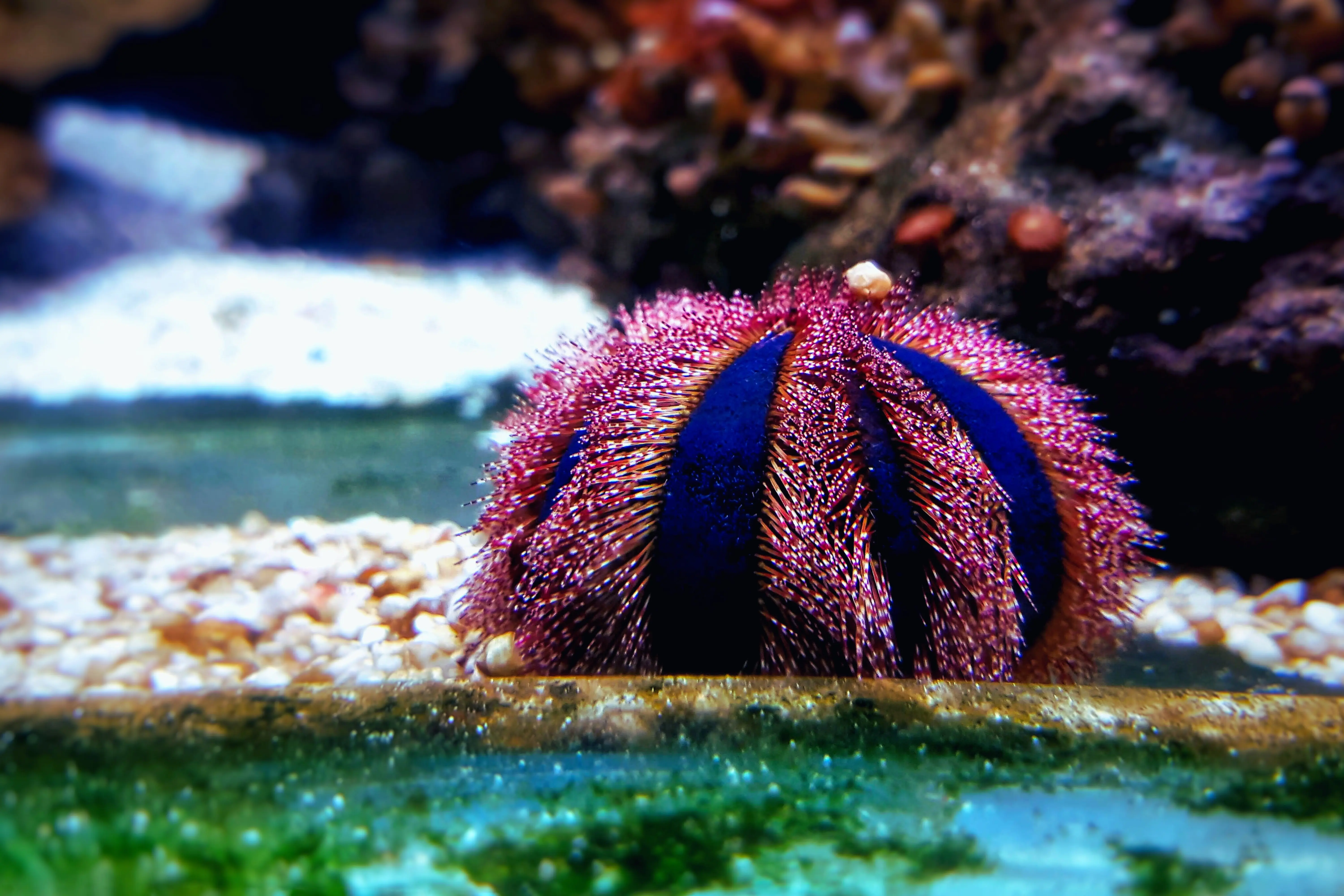Tuxedo Urchin
