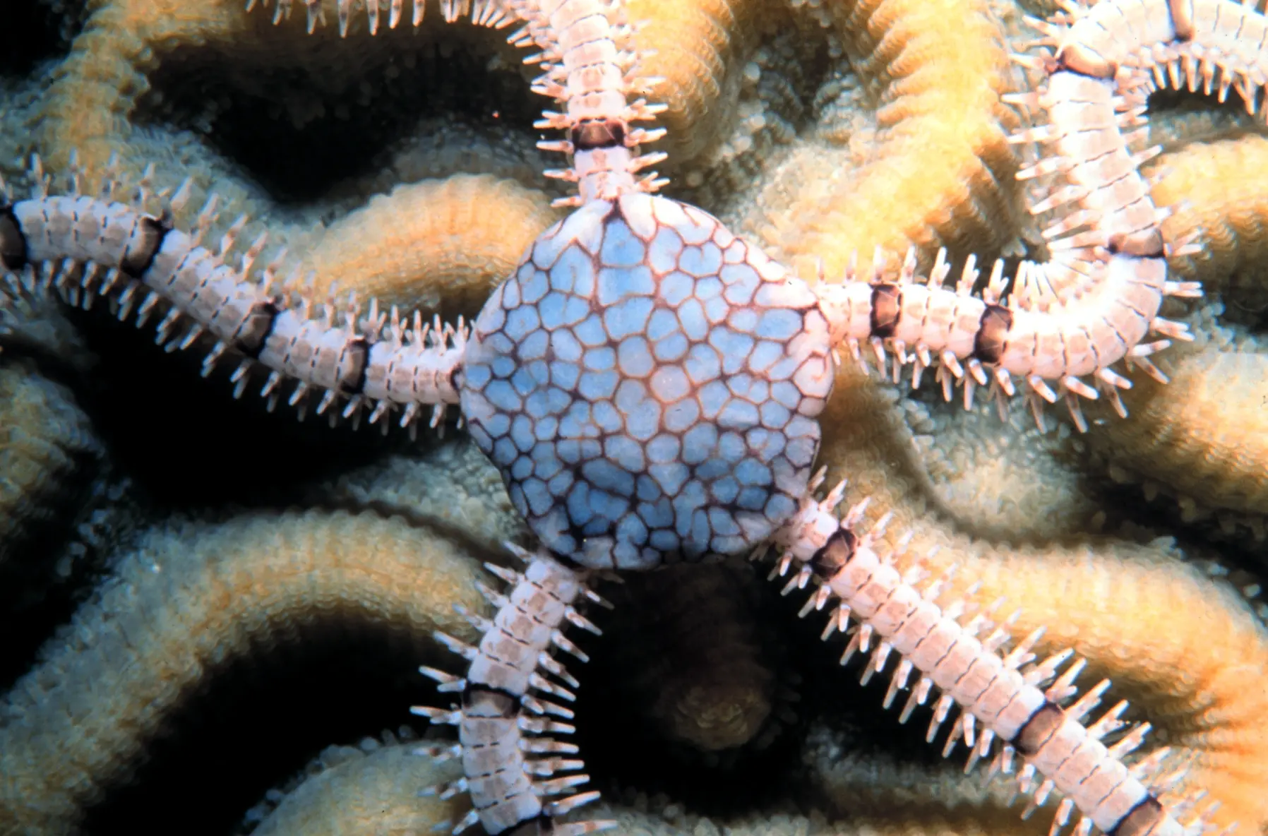 Brittle Starfish
