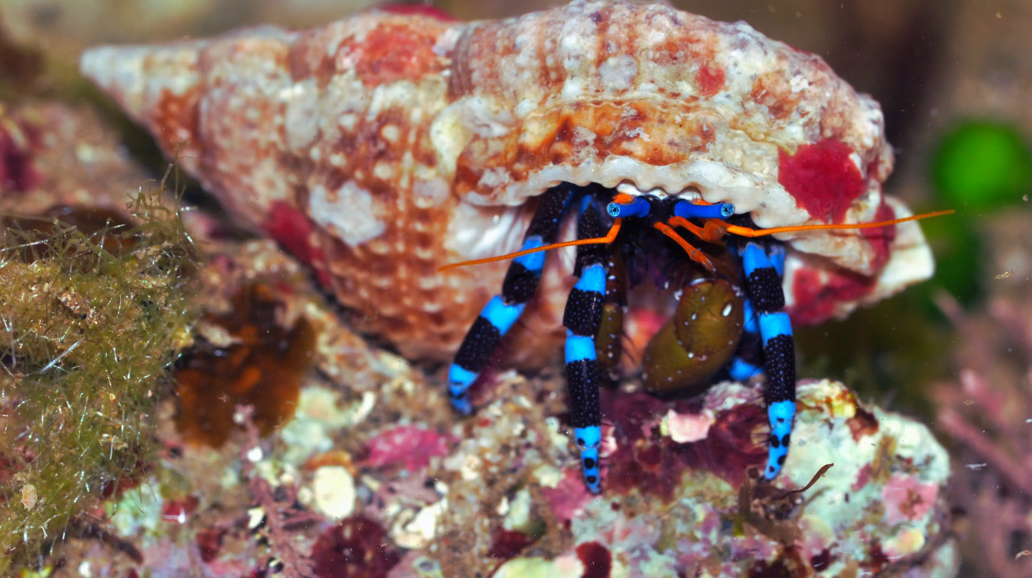 Electric Blue Hermit Crab