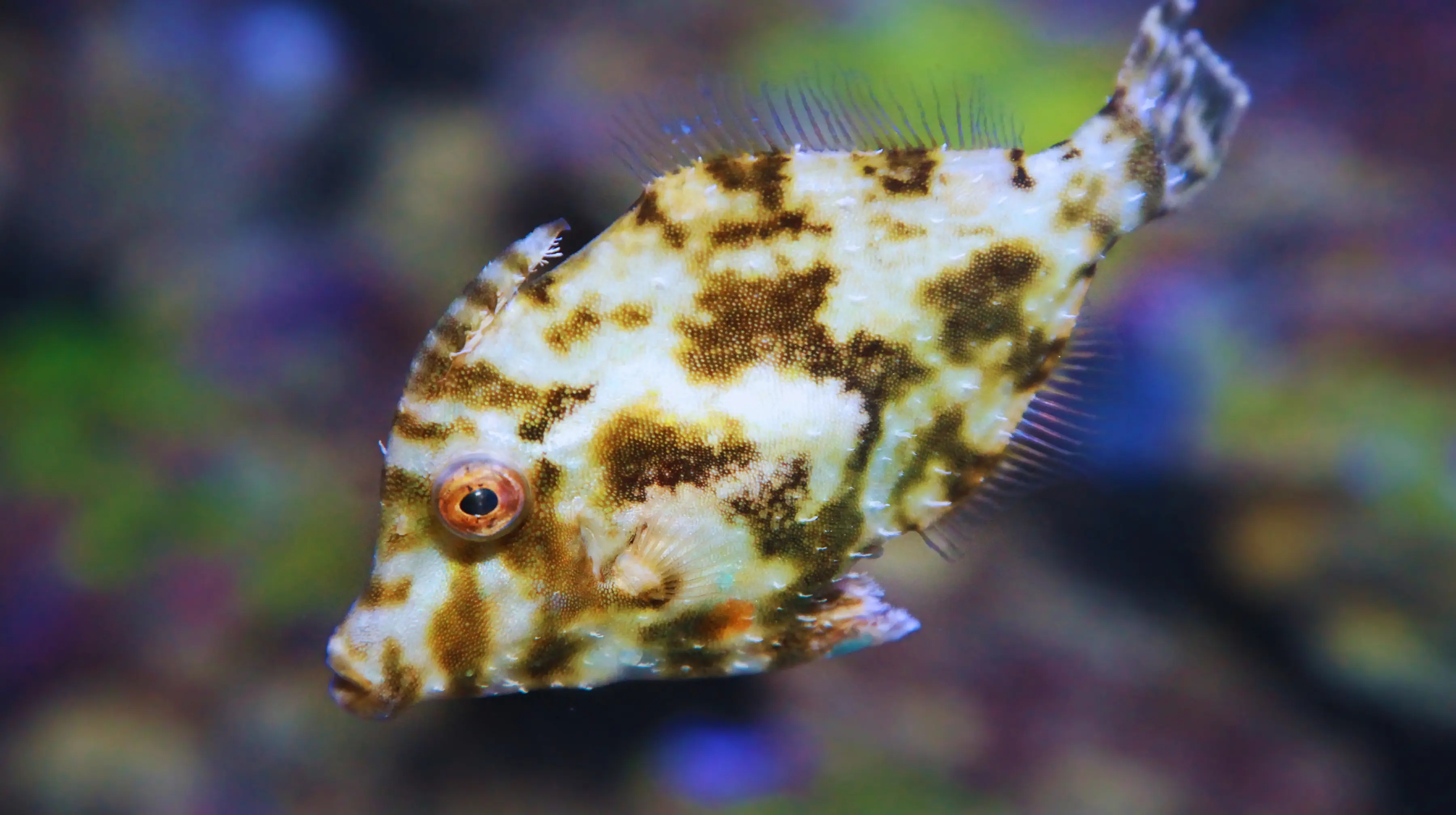 Aiptasia Eating Filefish
