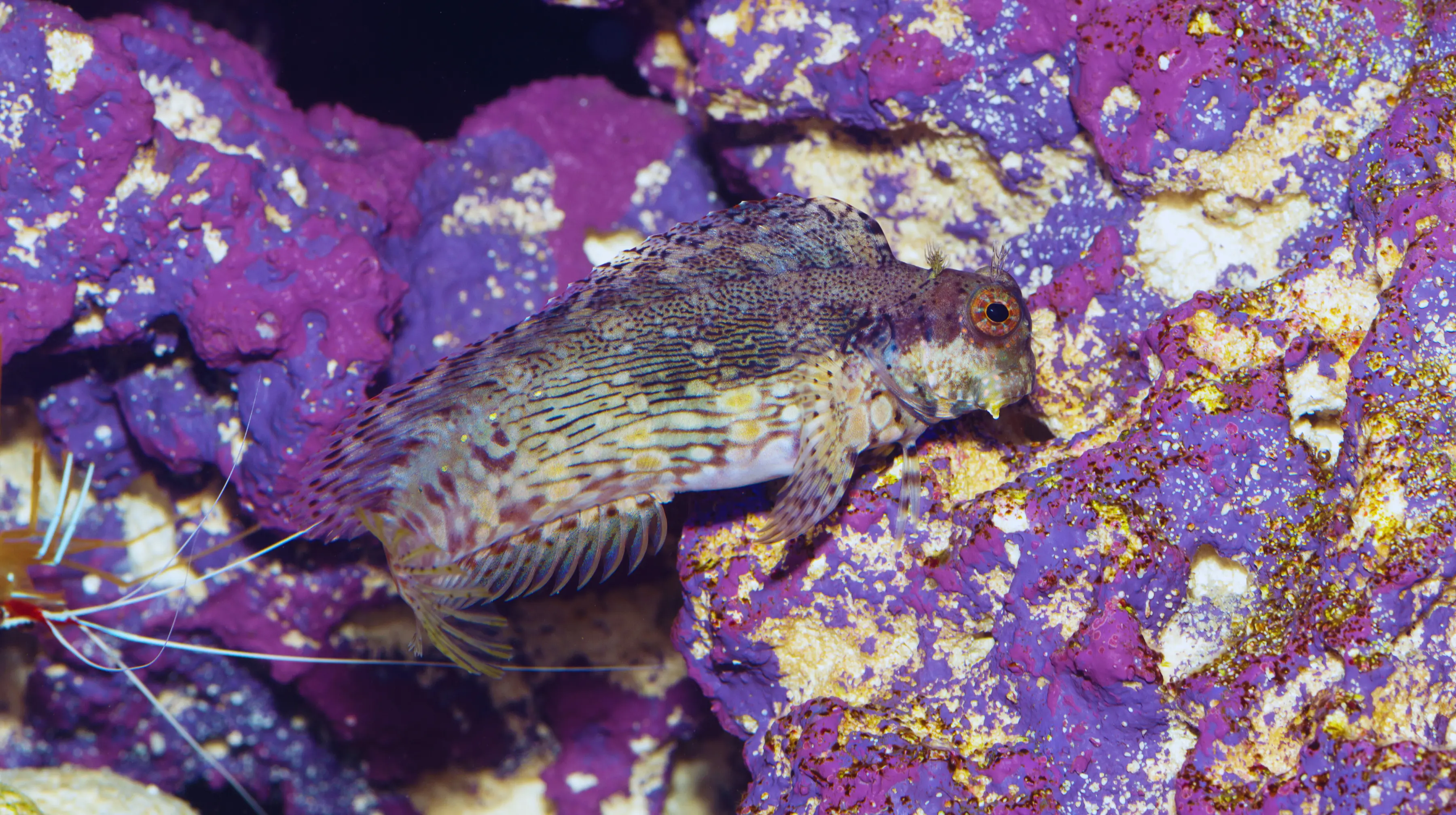 Algae Blenny