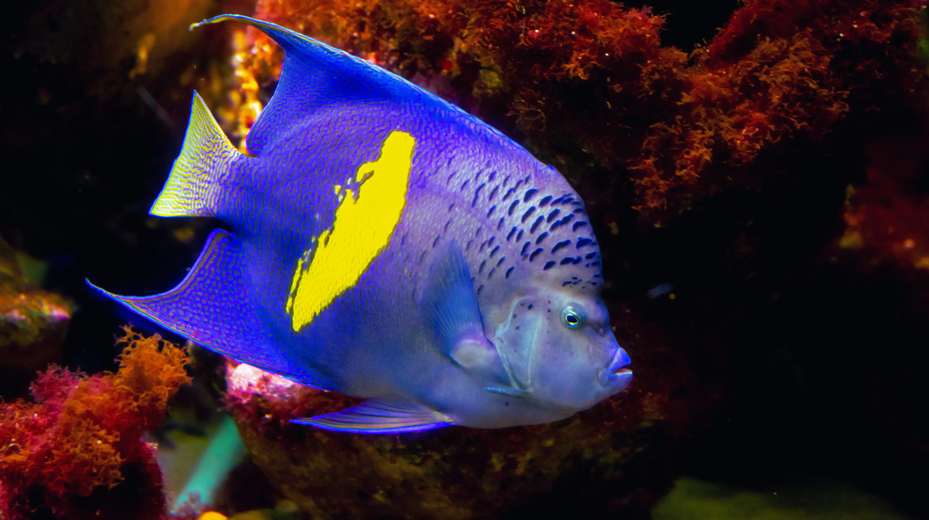 Asfur Angelfish