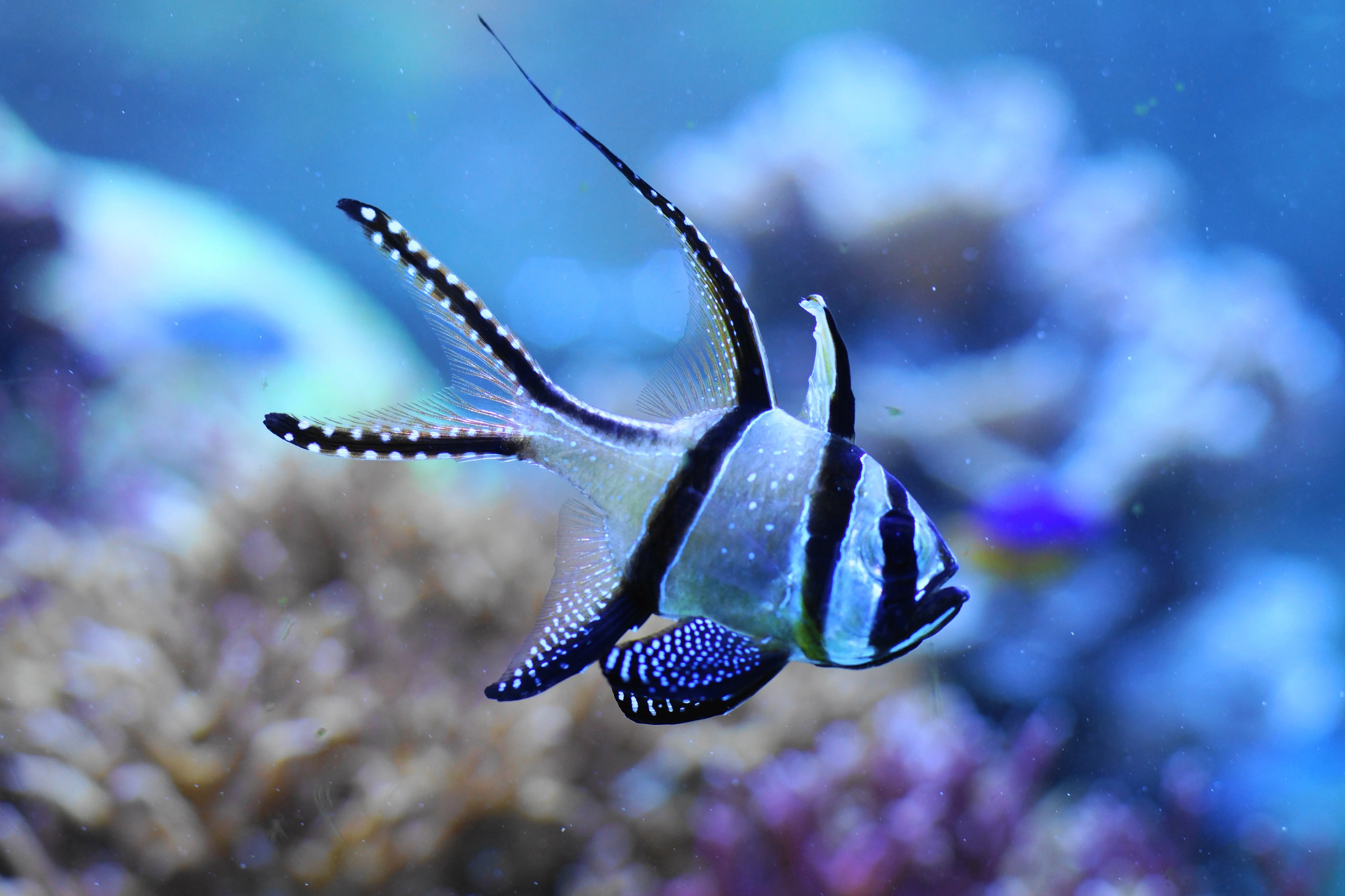 Banggai Cardinalfish
