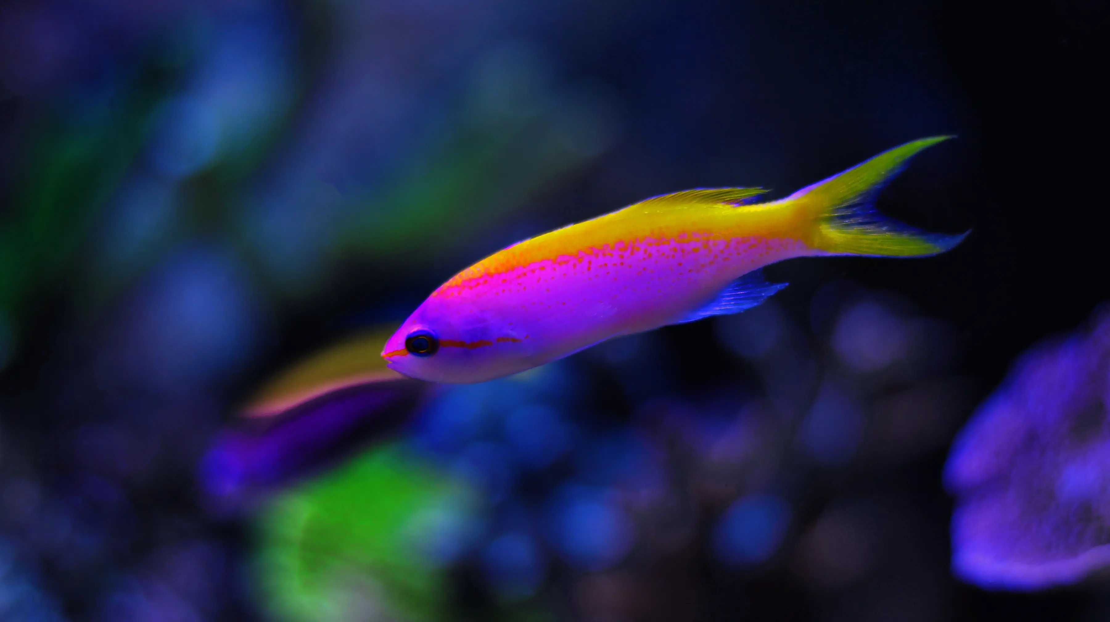Bartlett's Anthias