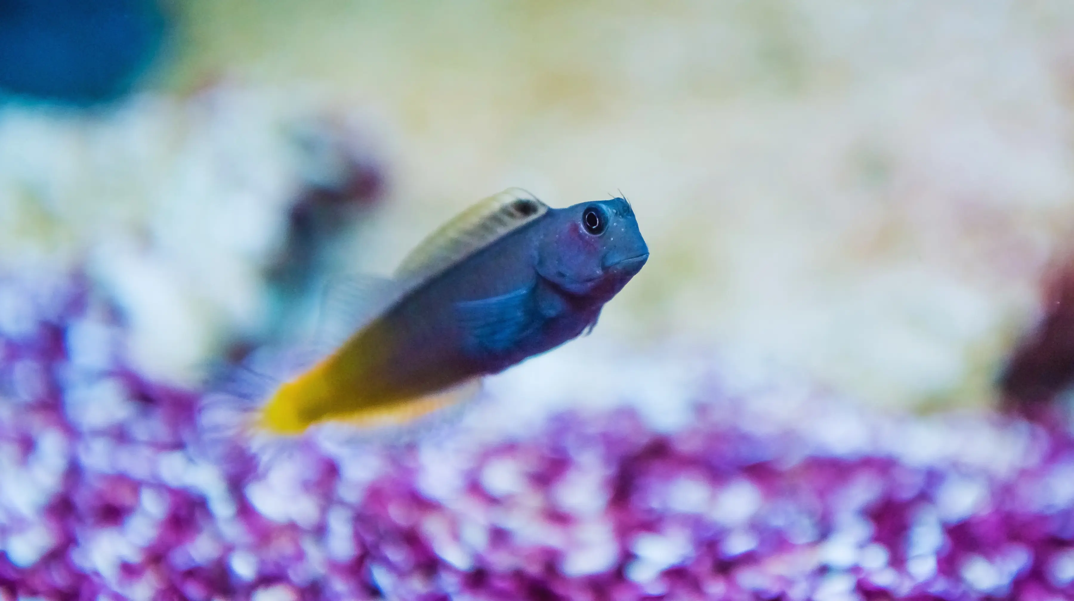 Bicolor Blenny