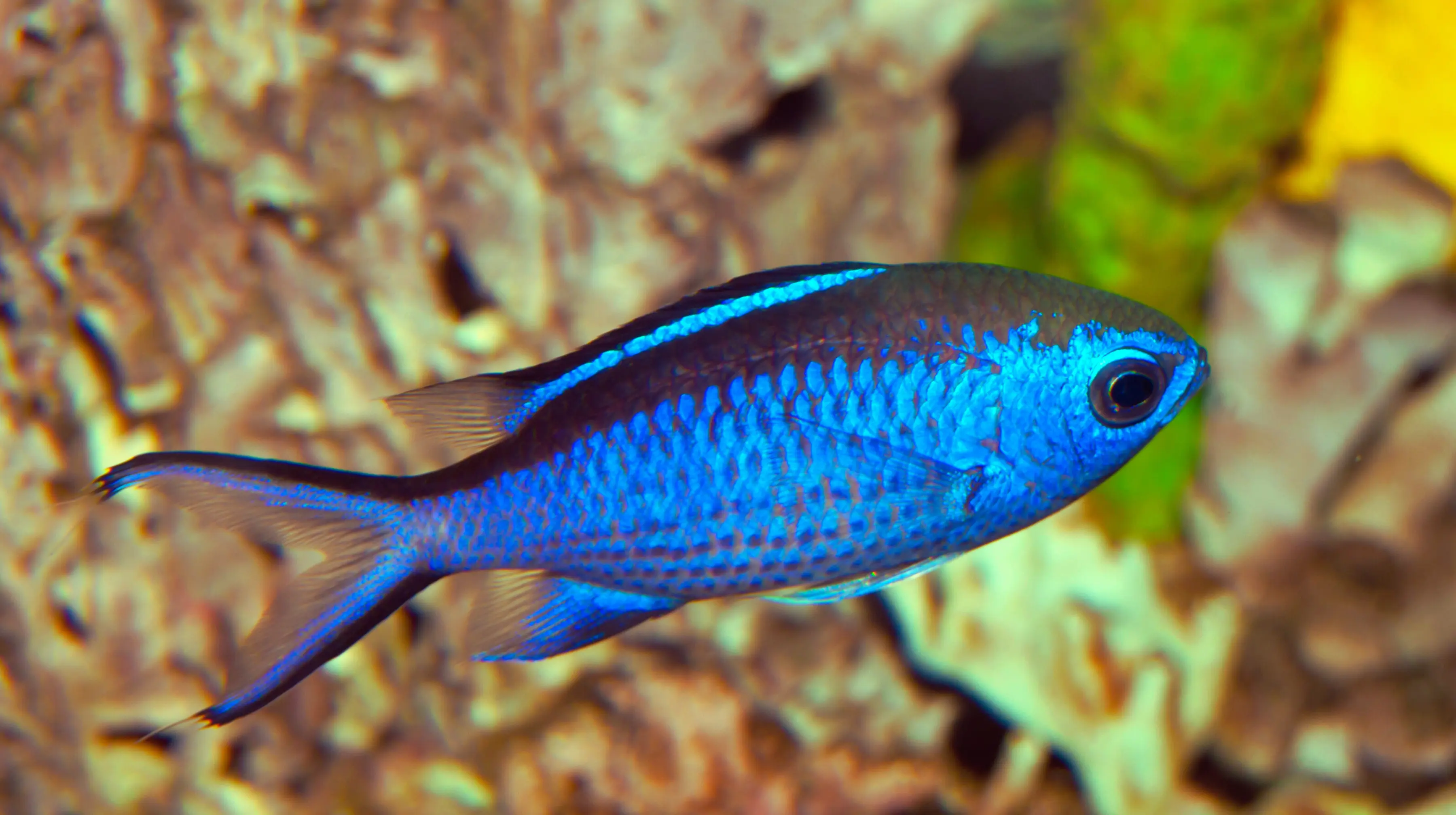 Blue Reef Chromis