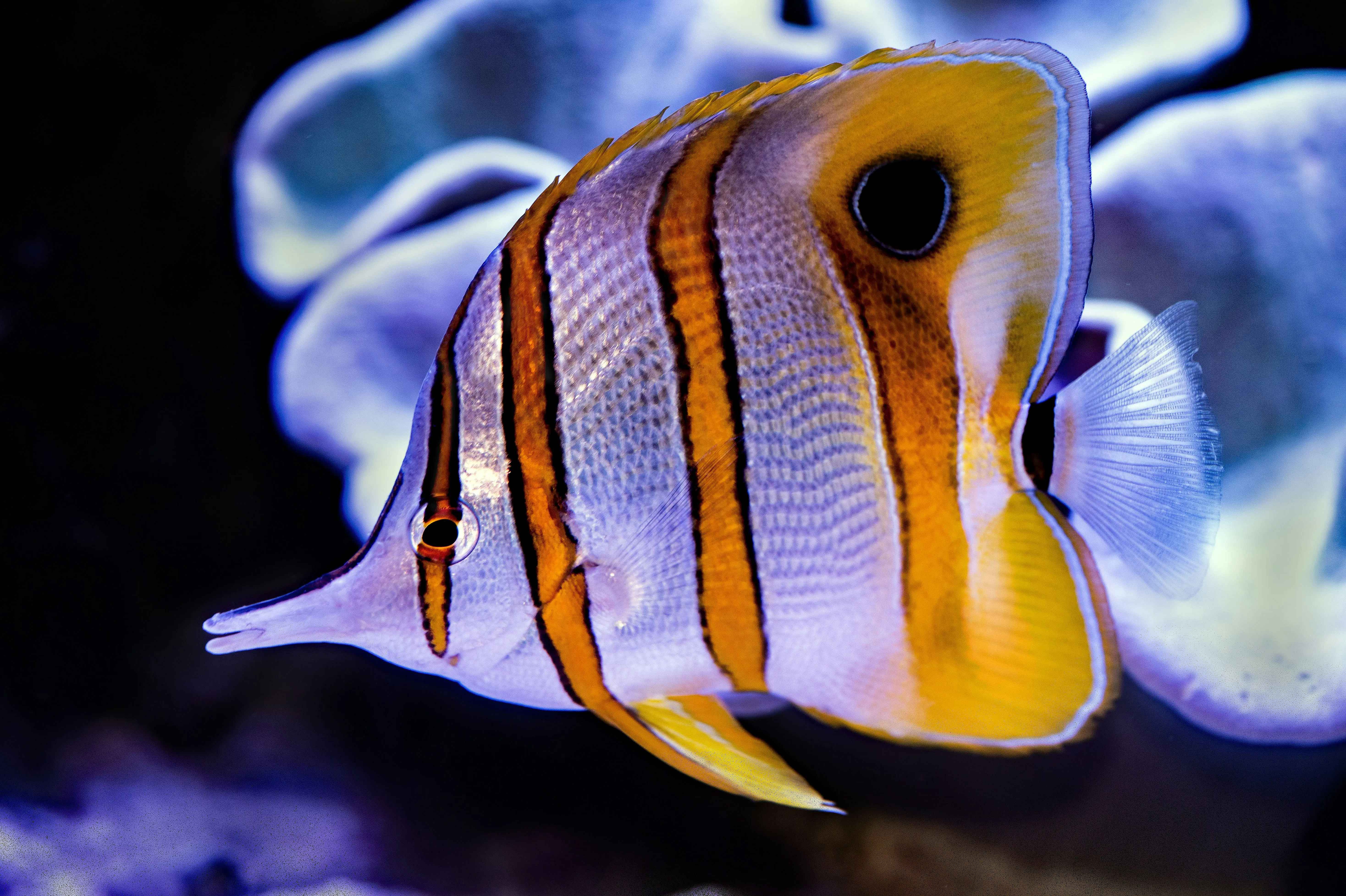 Copperband Butterflyfish