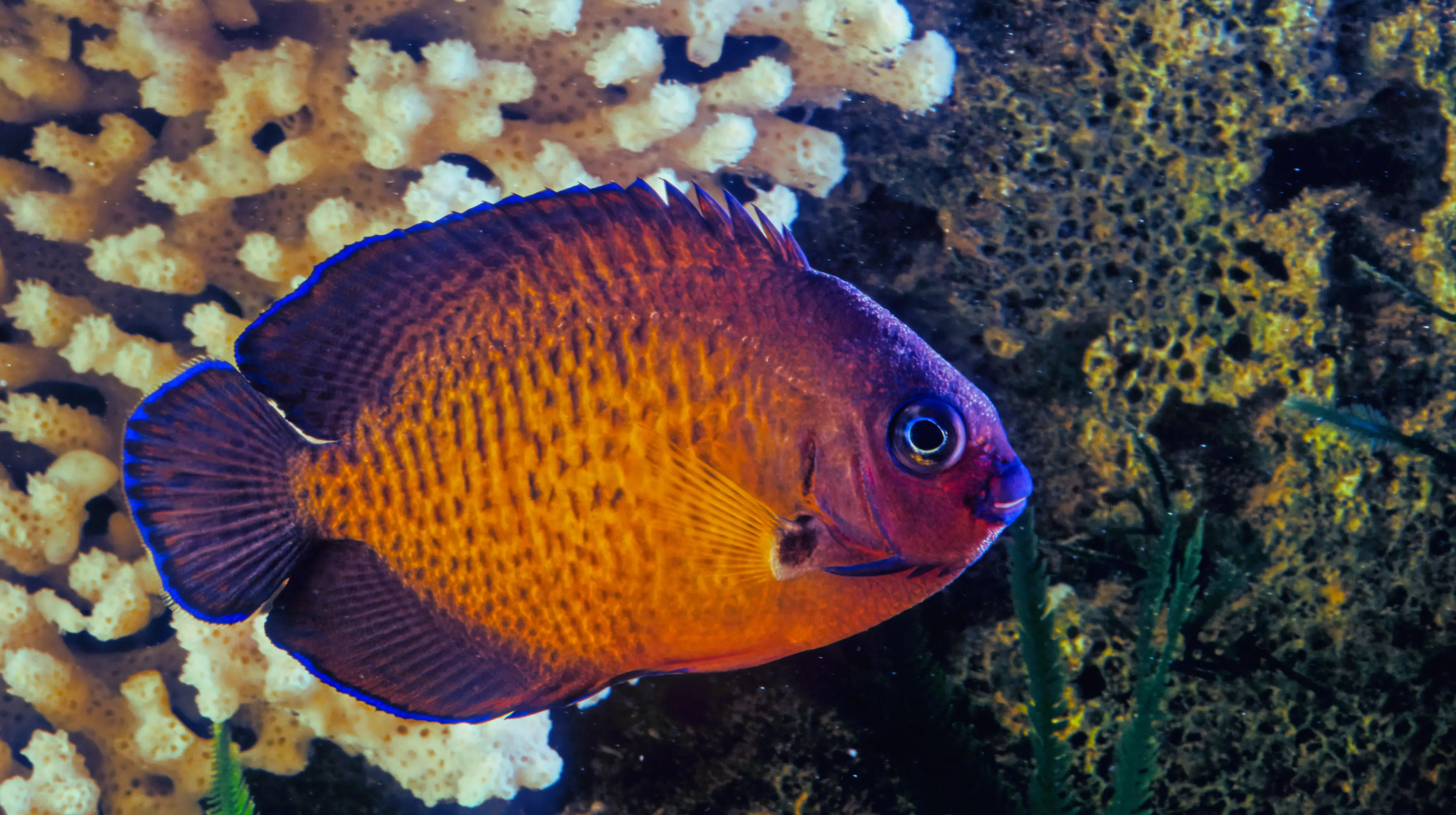 Coral Beauty Angelfish