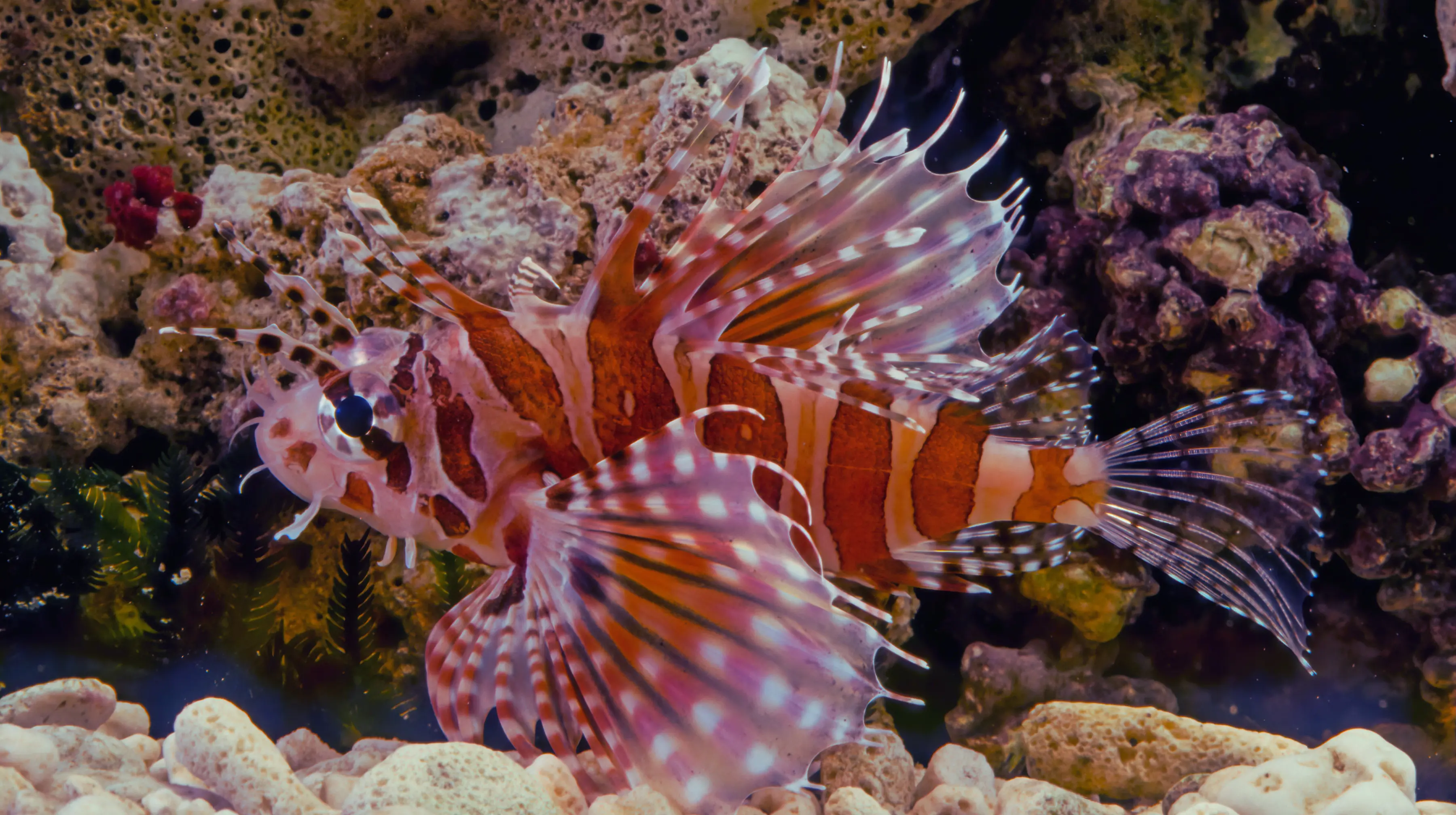 Dwarf Zebra Lionfish
