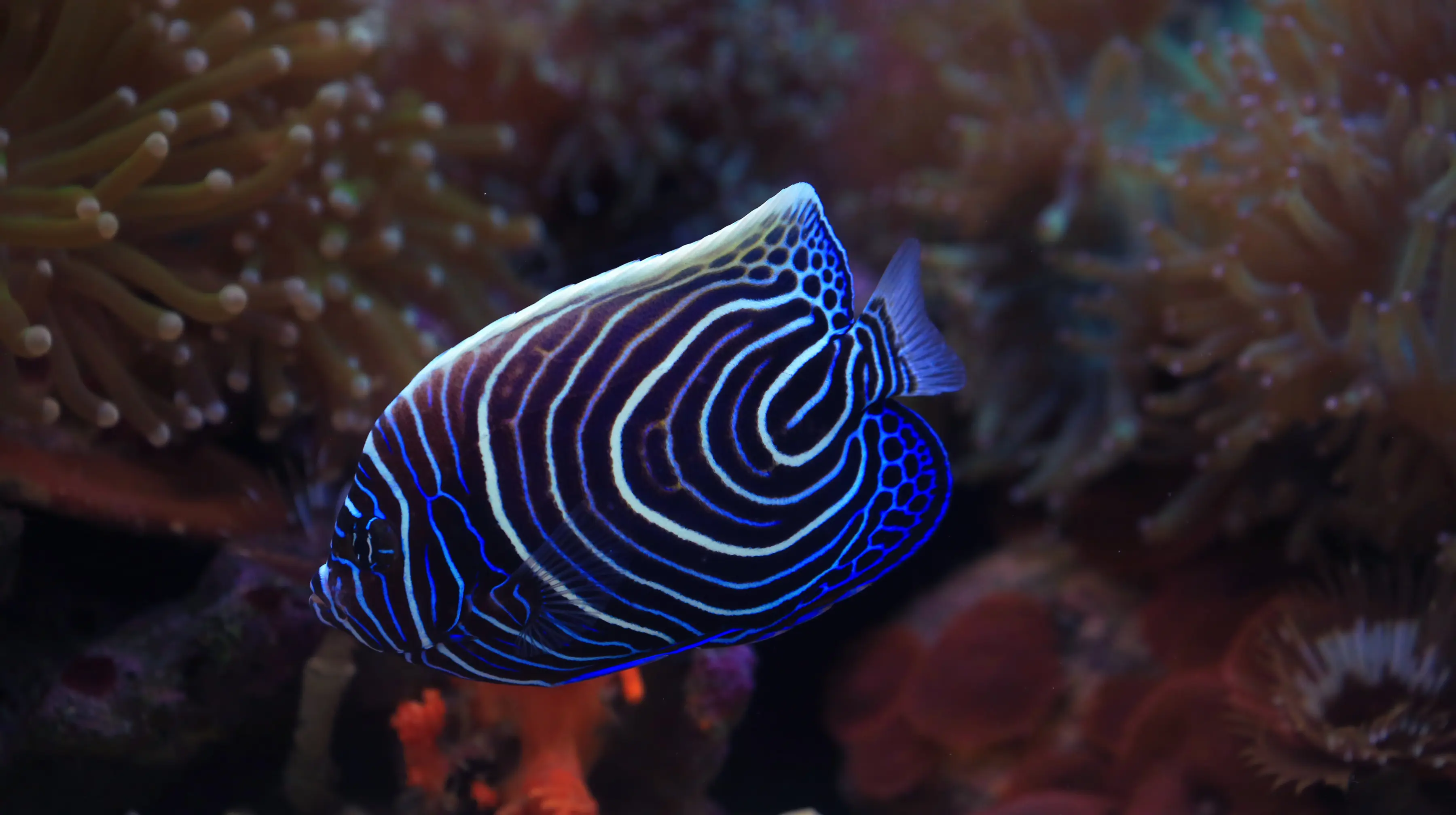Emperor Angelfish