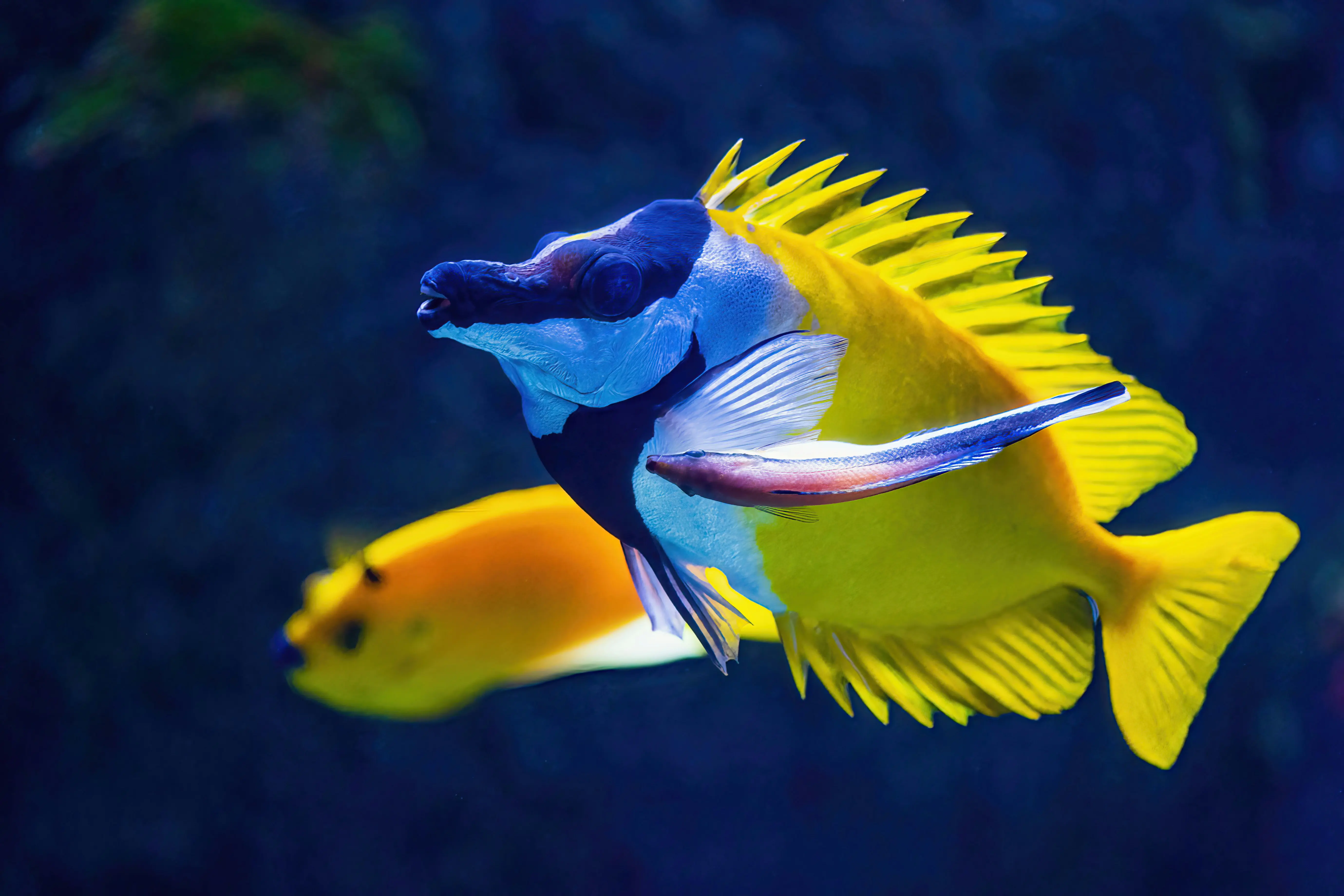 Foxface Rabbitfish