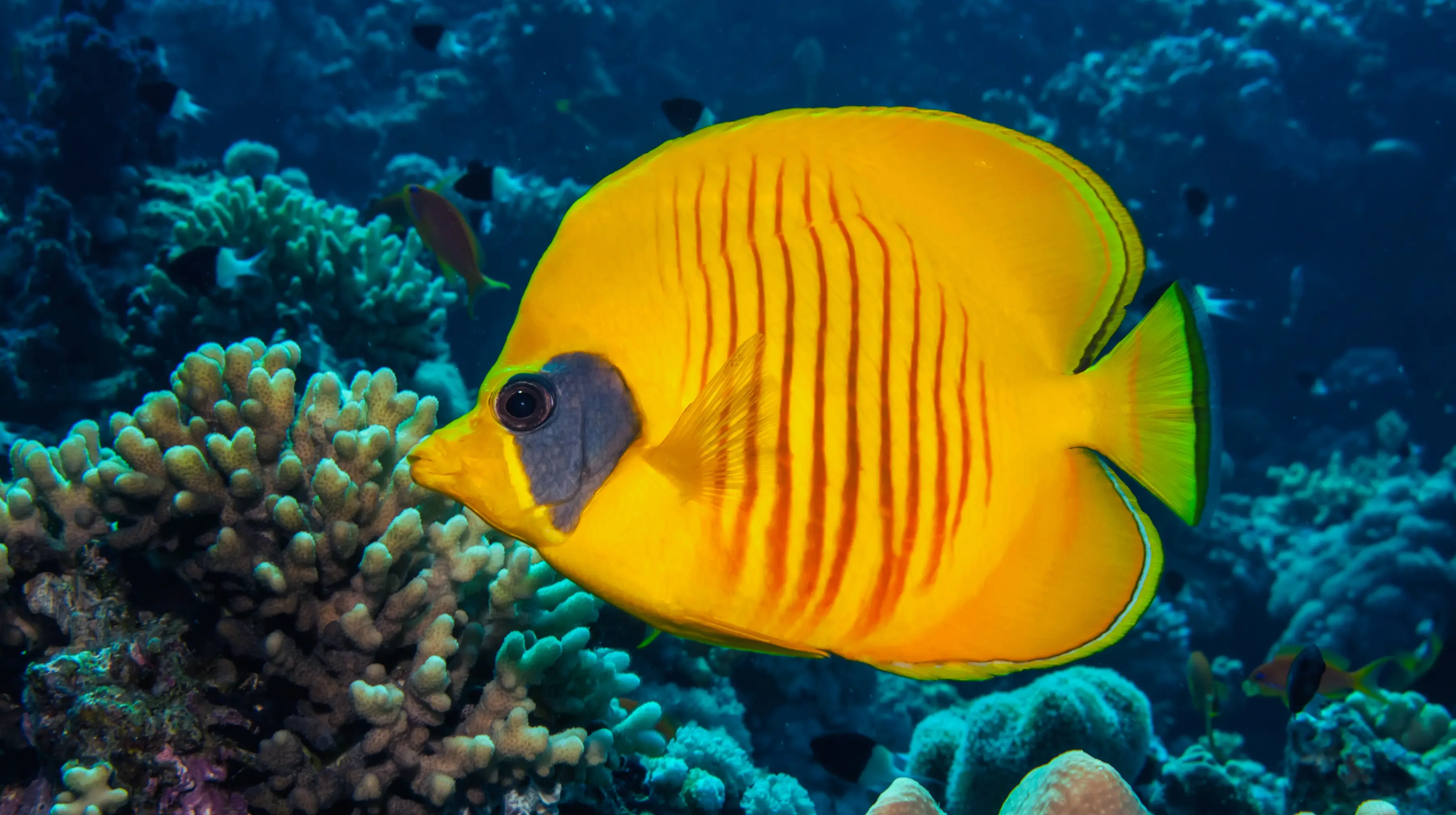 Golden Semilarvatus Butterflyfish