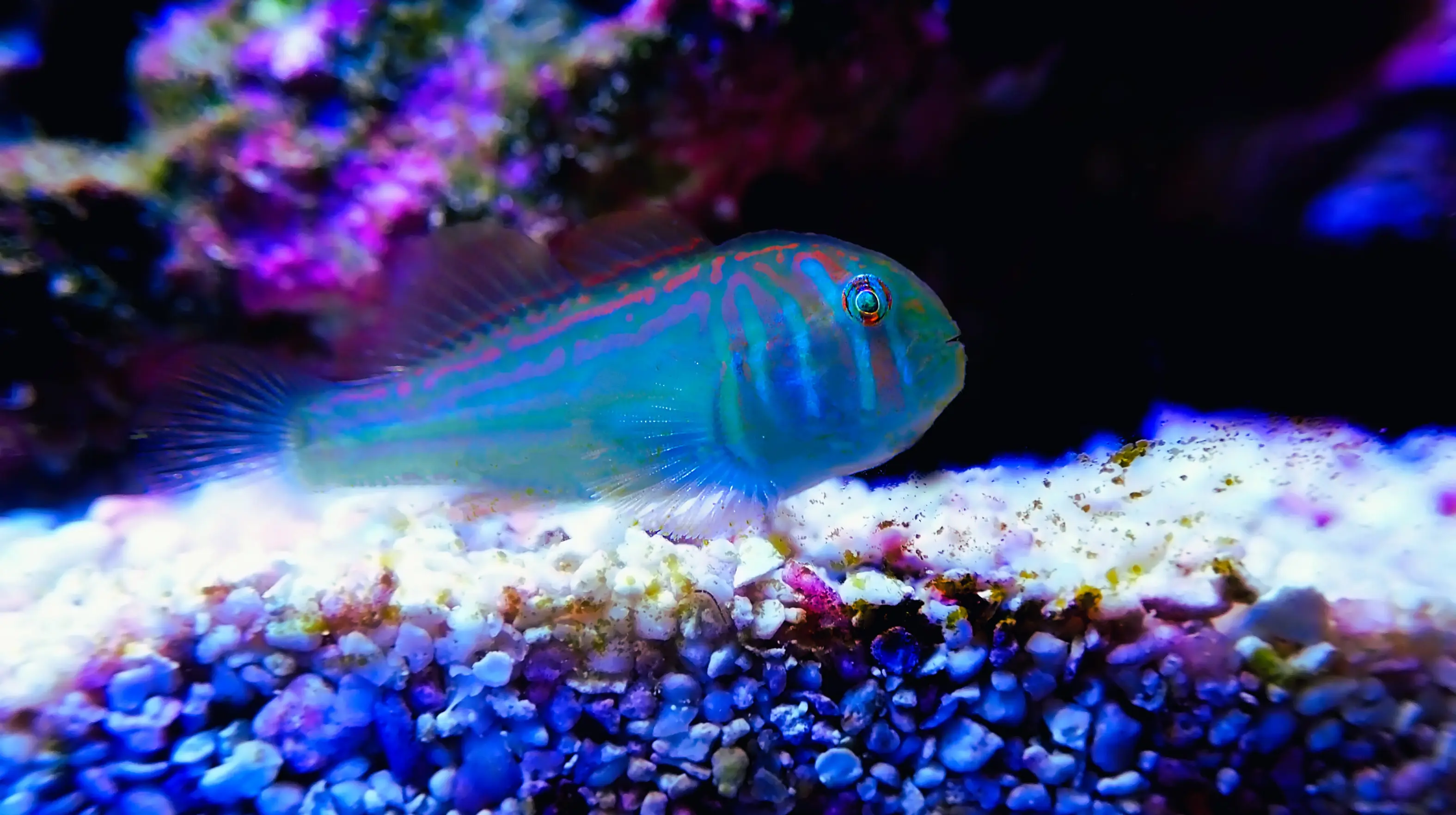 Green Clown Goby