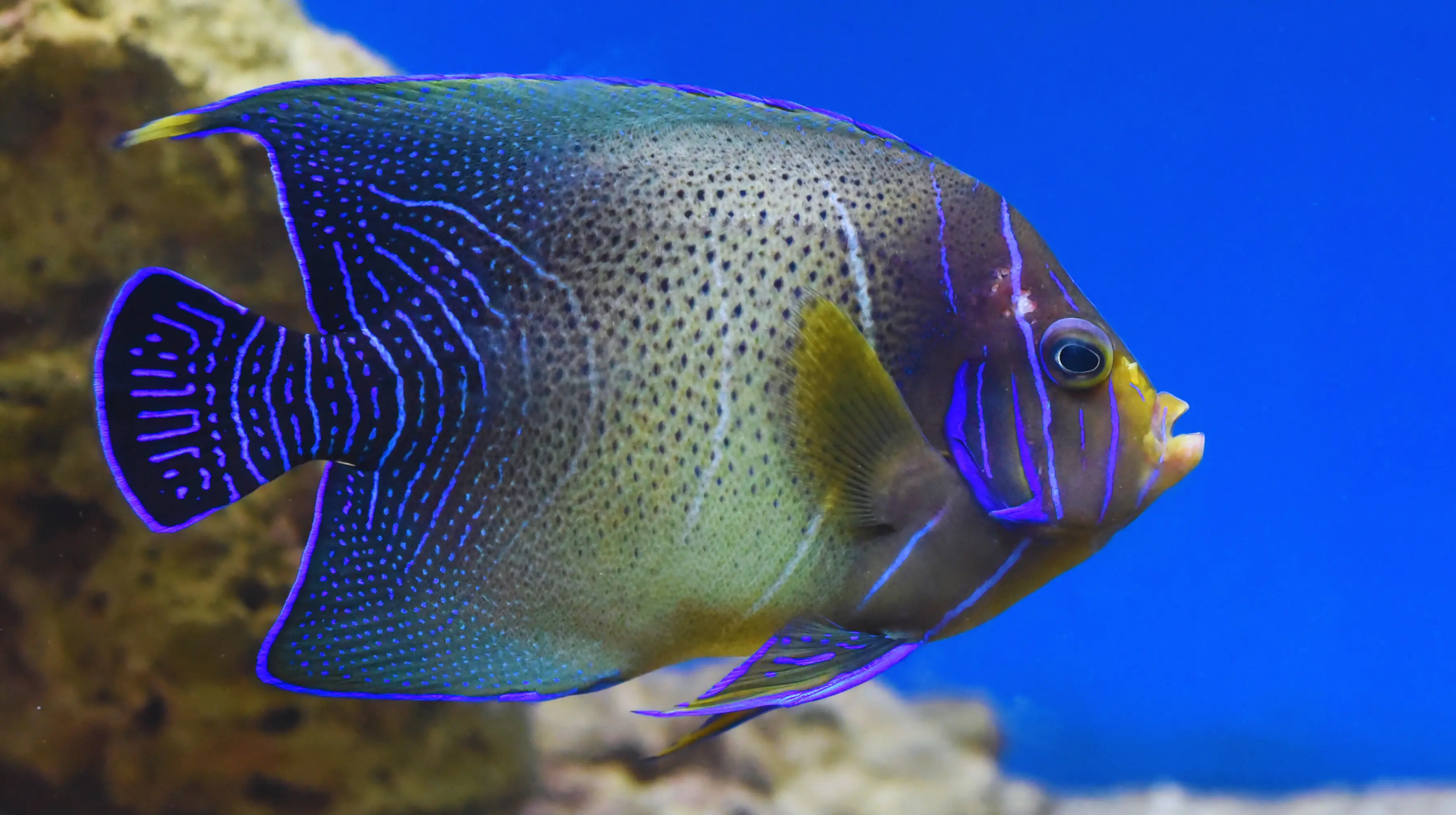 Koran Angelfish