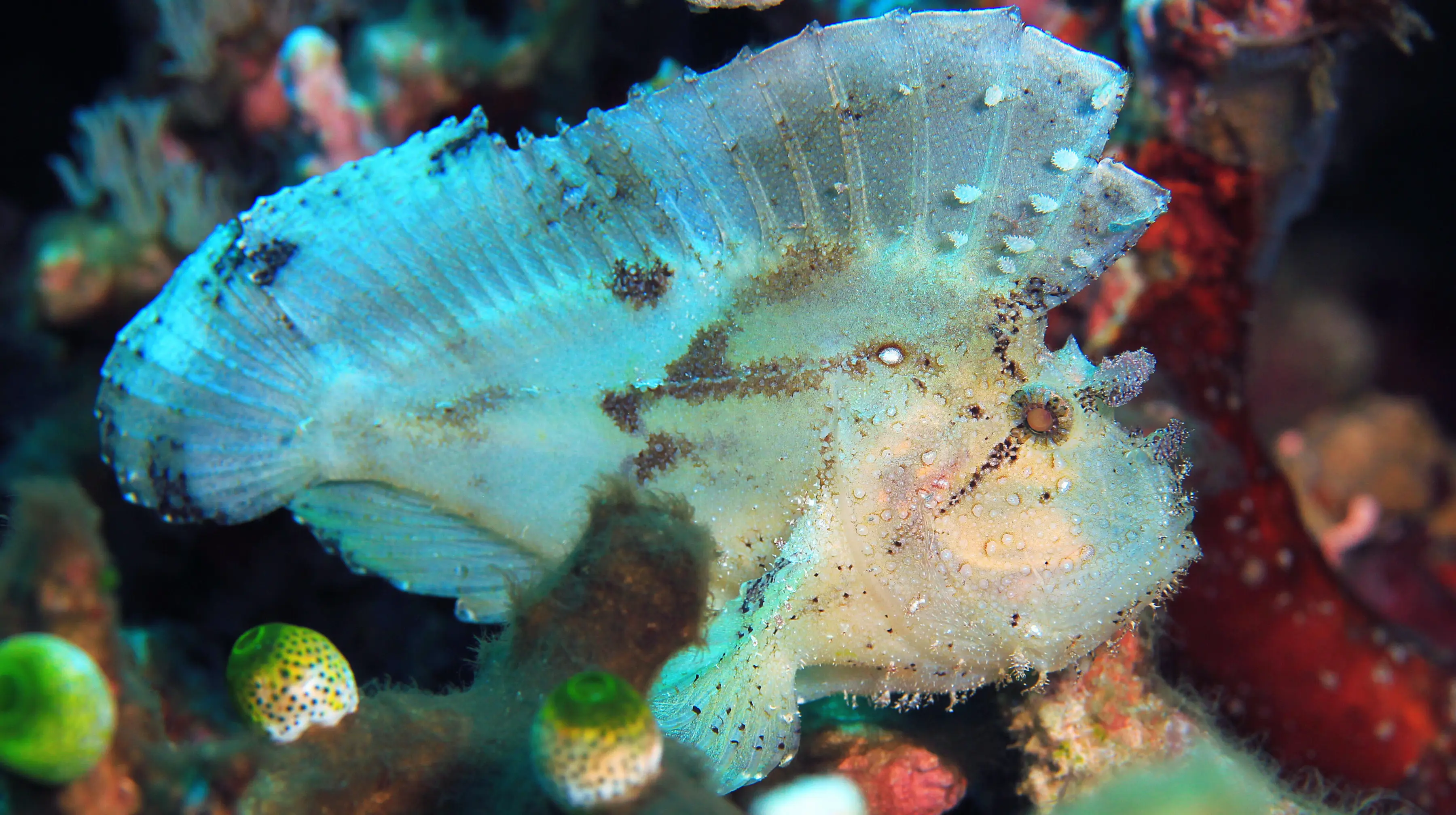 Leaf Scorpionfish