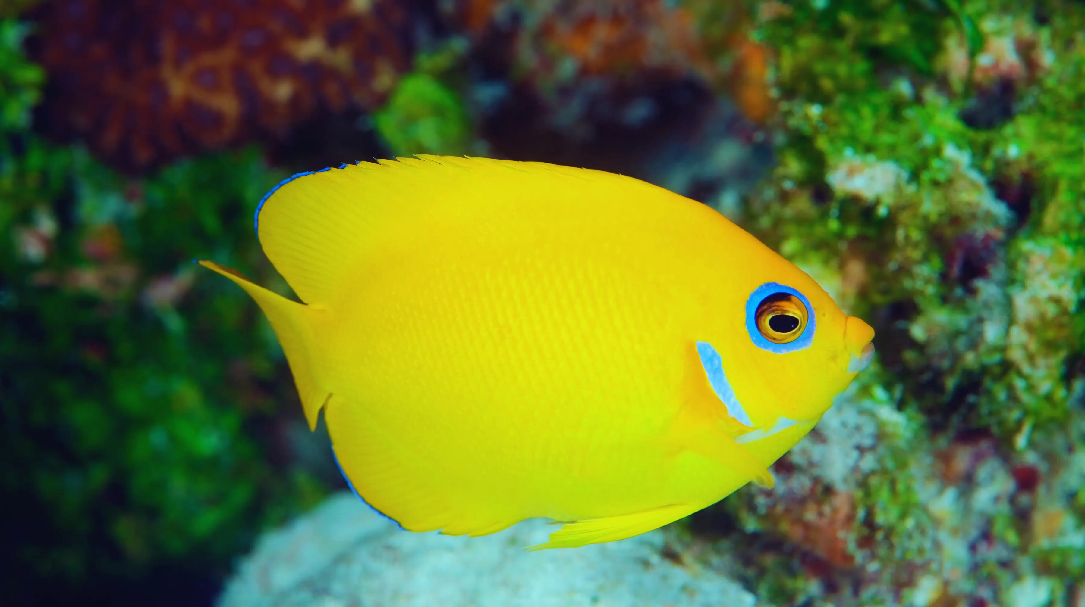 Lemonpeel Angelfish