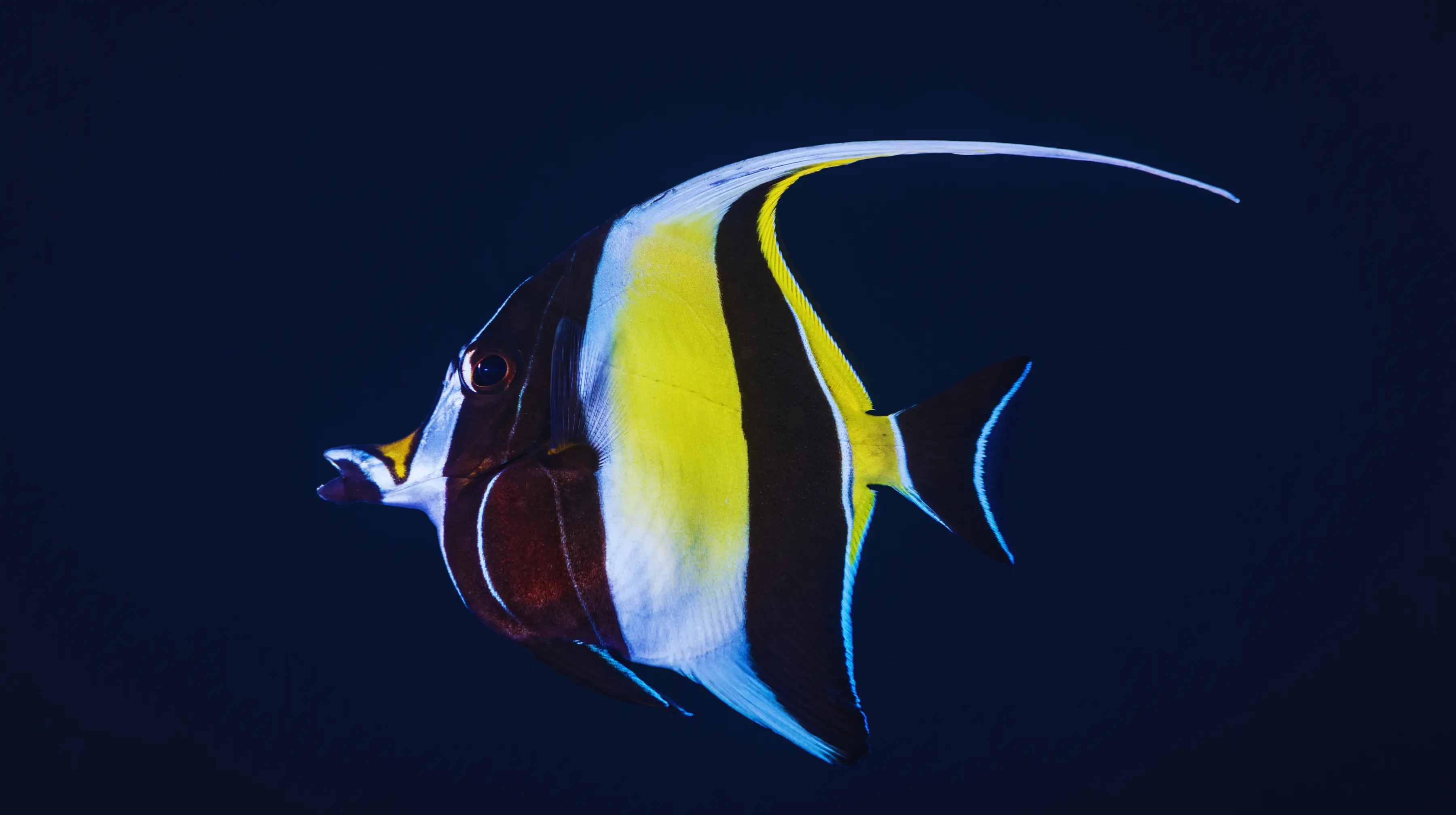 Moorish Idol