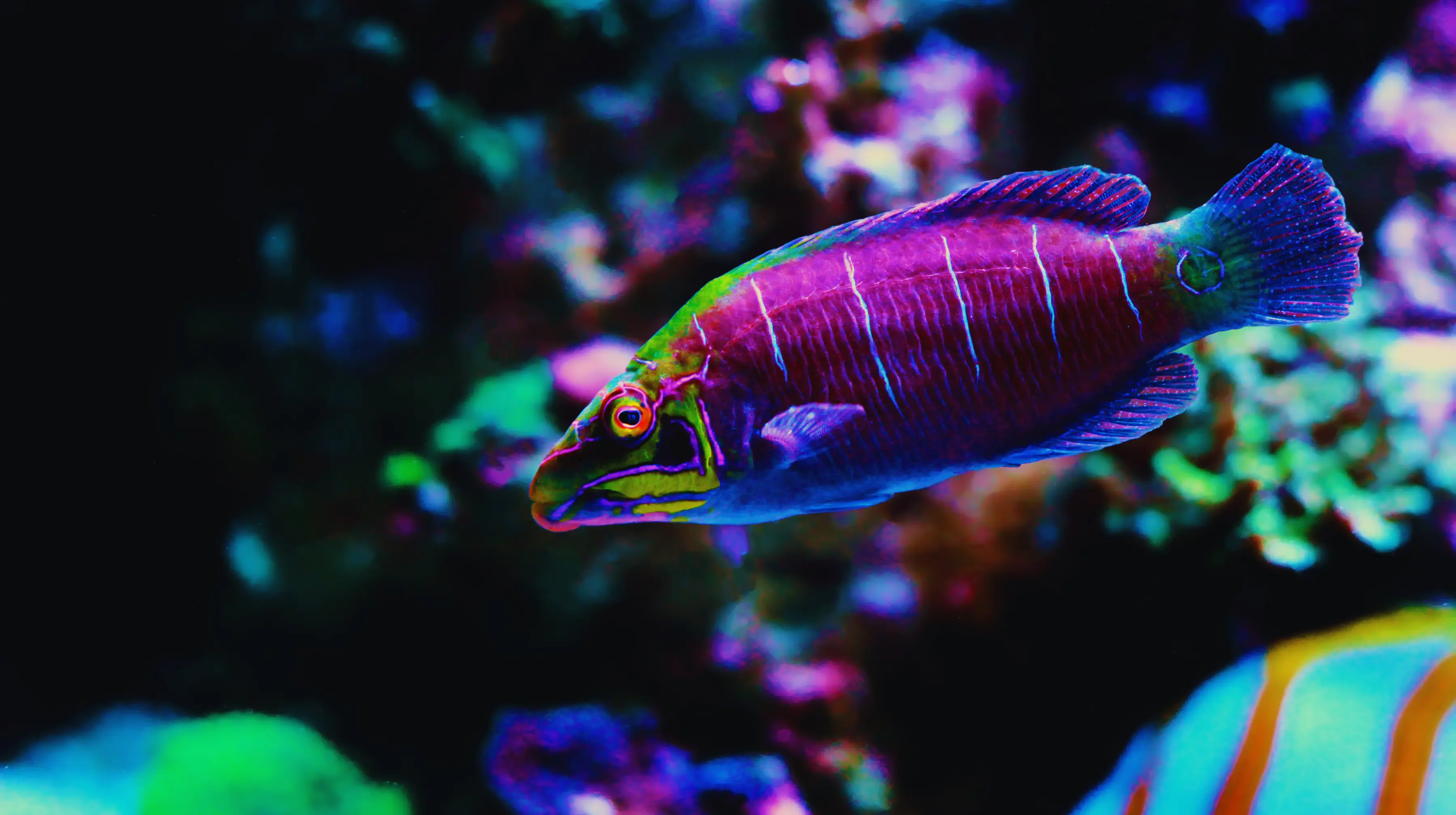 Mystery Wrasse