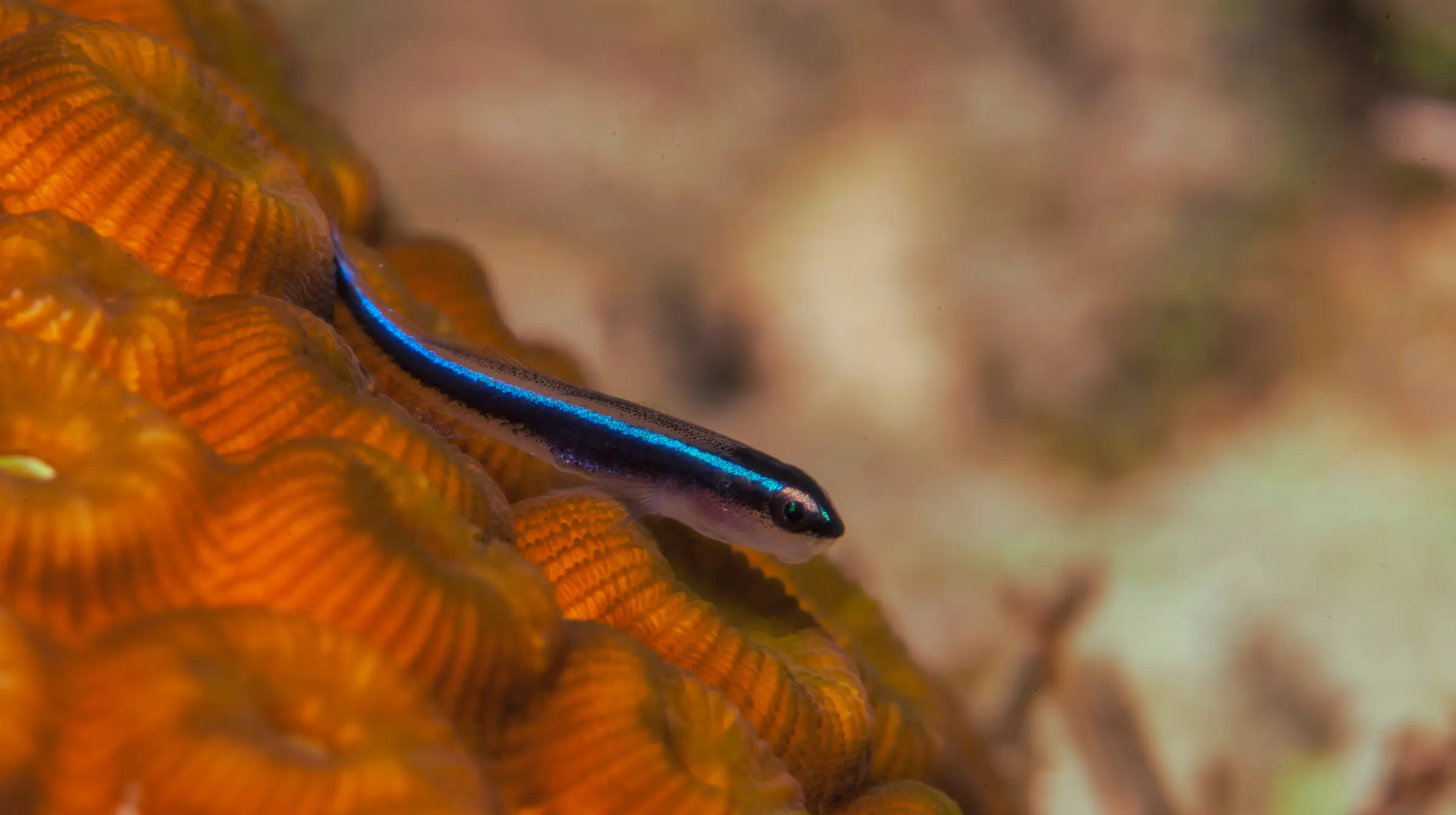 Neon Goby