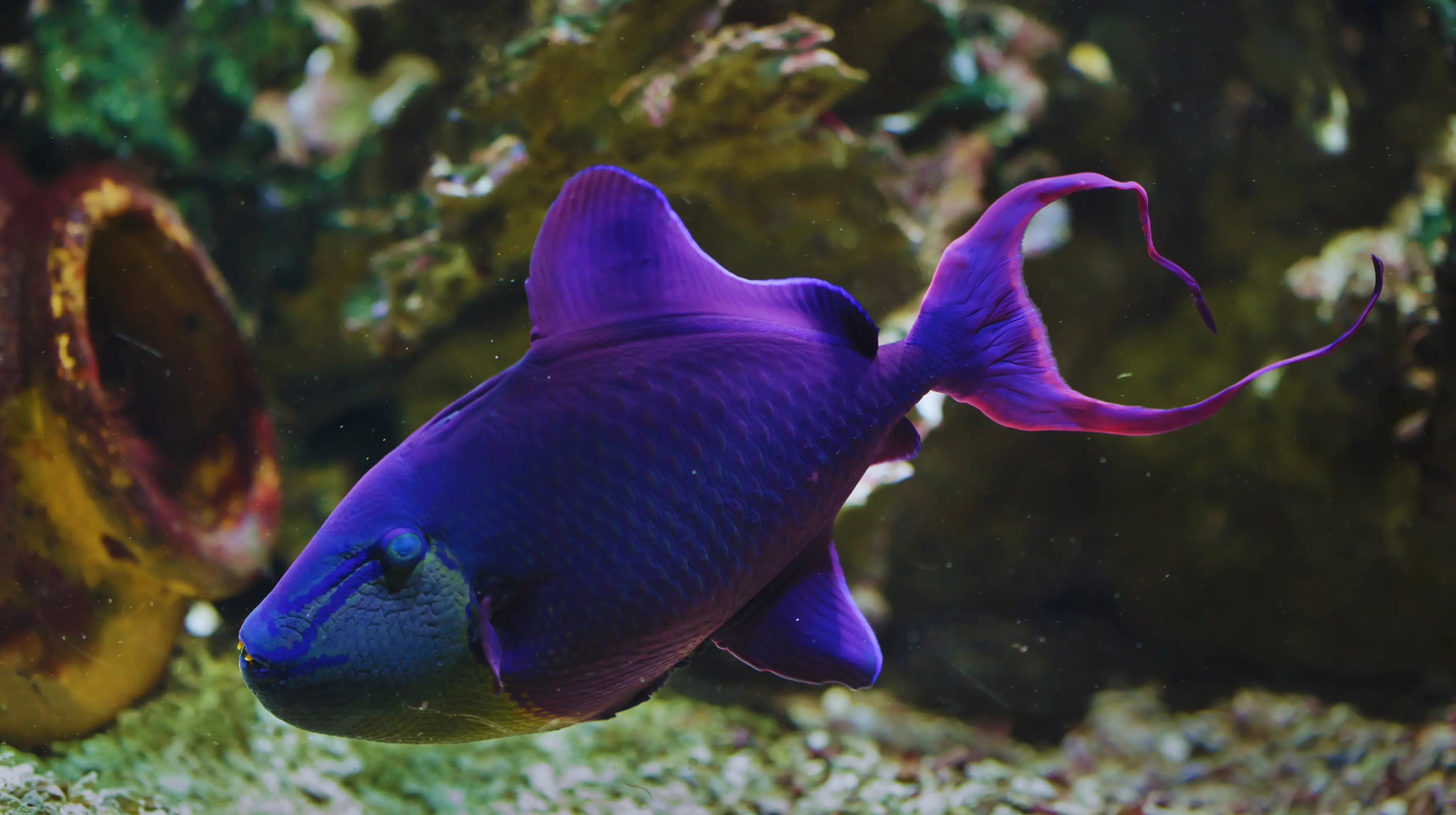 Niger Triggerfish
