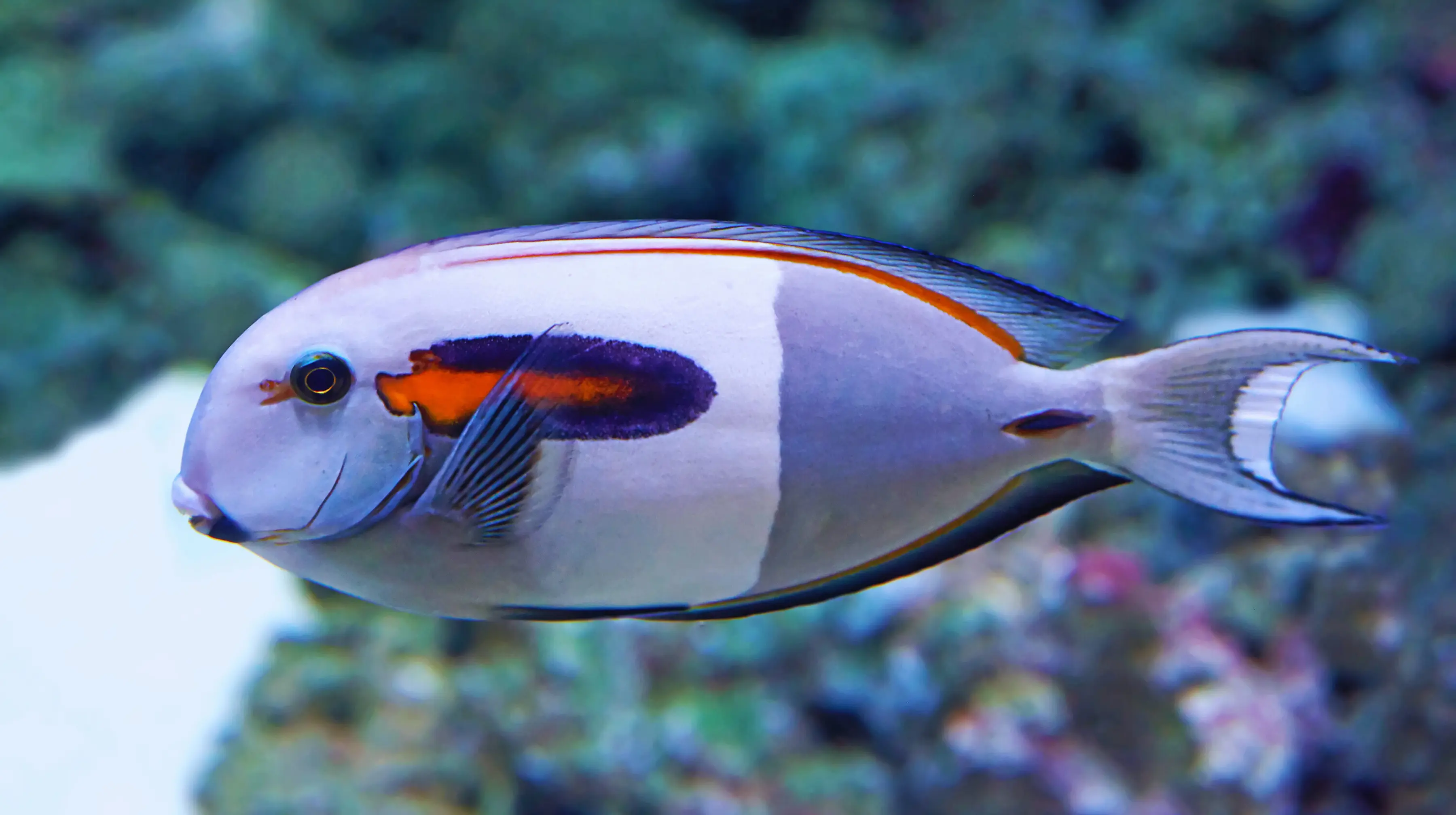 Orangeshoulder Tang