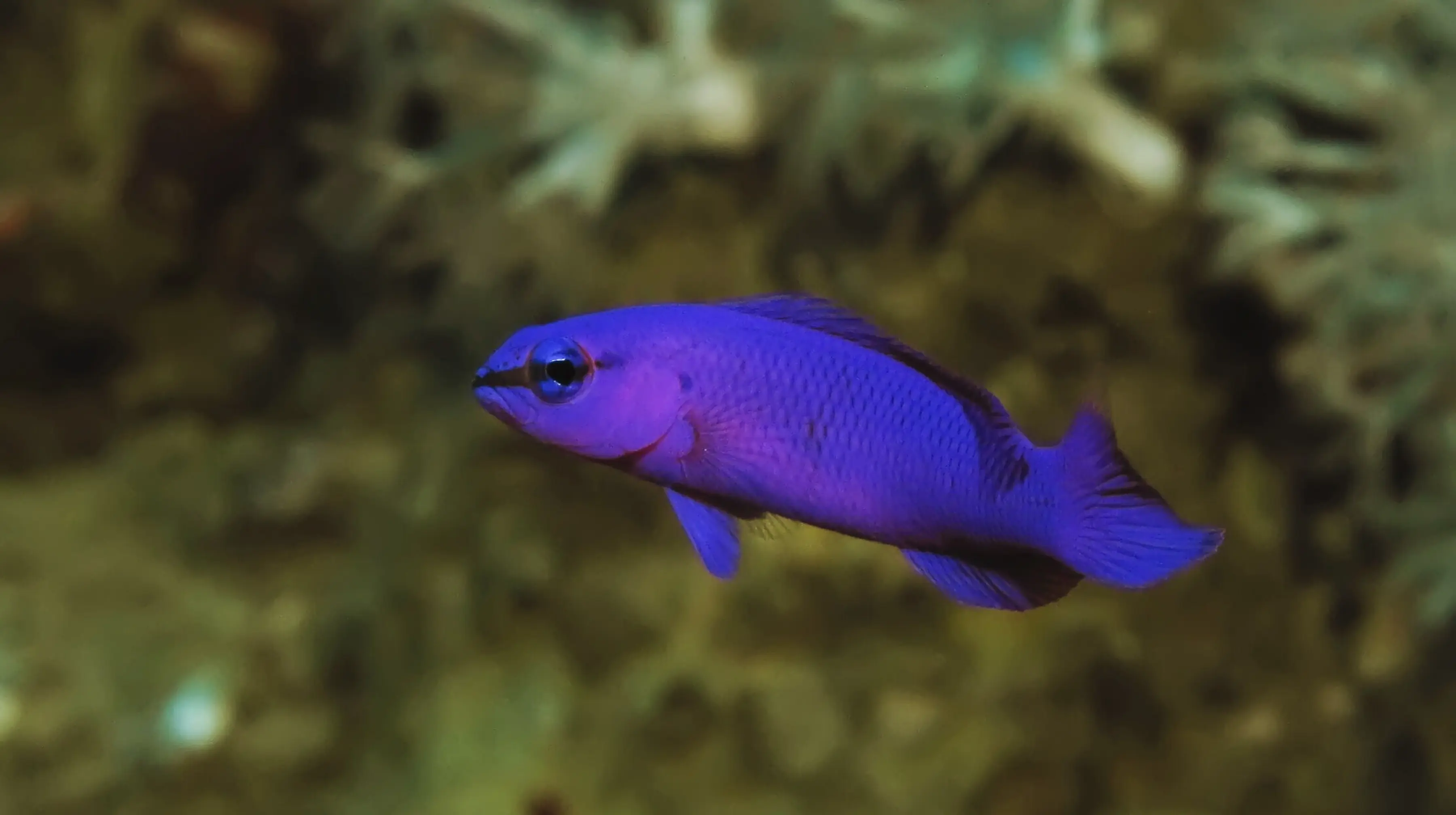 Orchid Dottyback